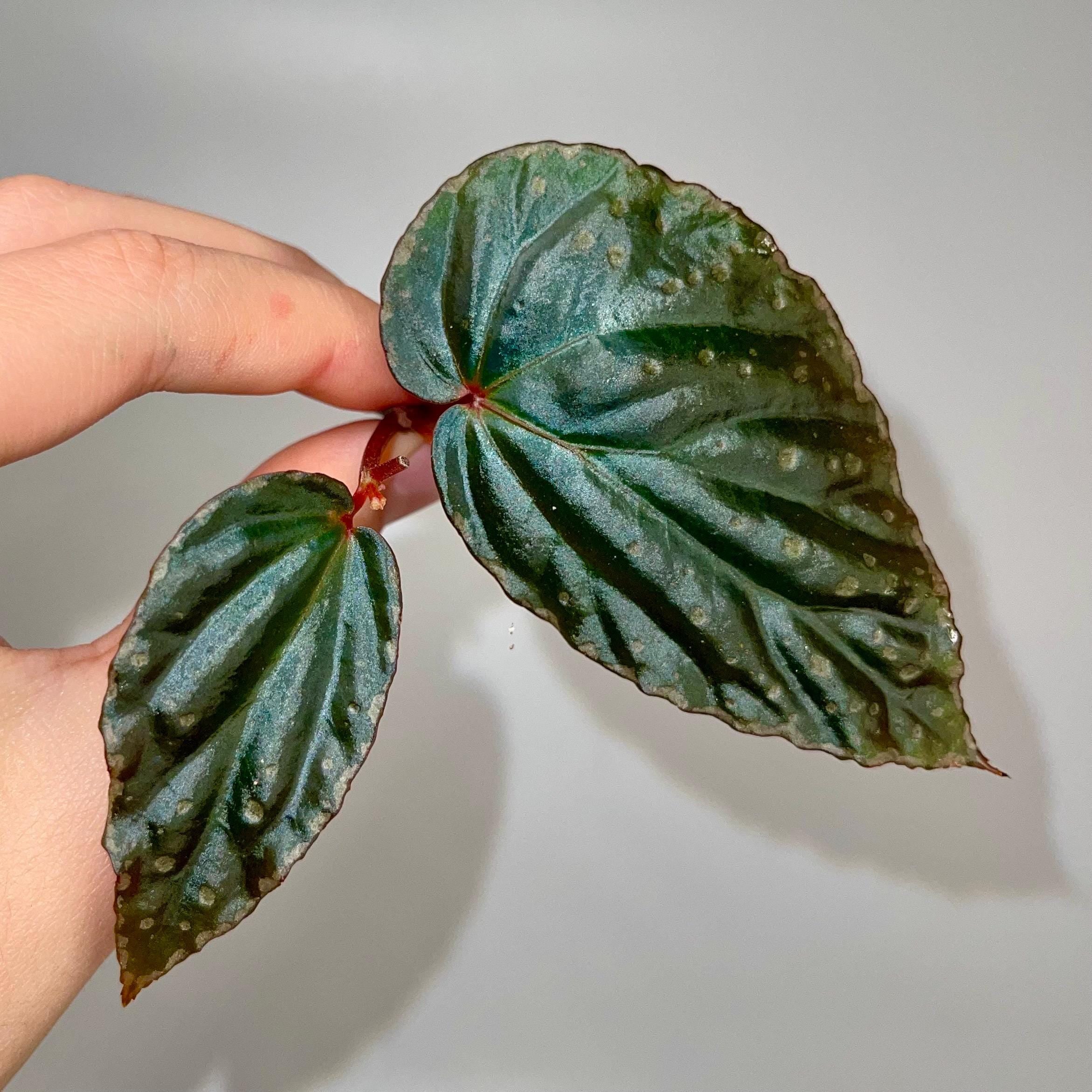 TOP CUTTING Begonia Botanicaz 284