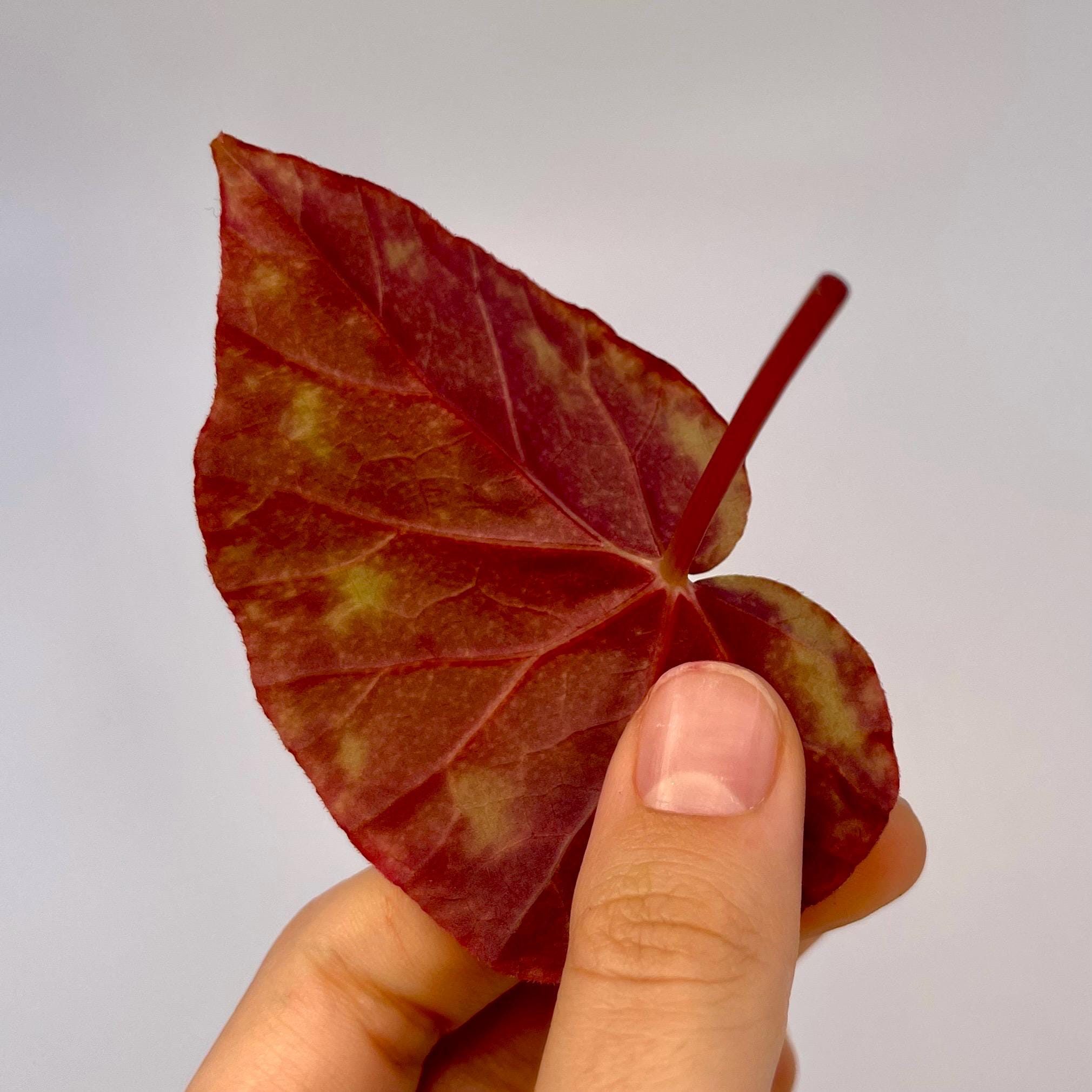 LEAF CUTTING Begonia sp. curtisii ‘Galaxy’
