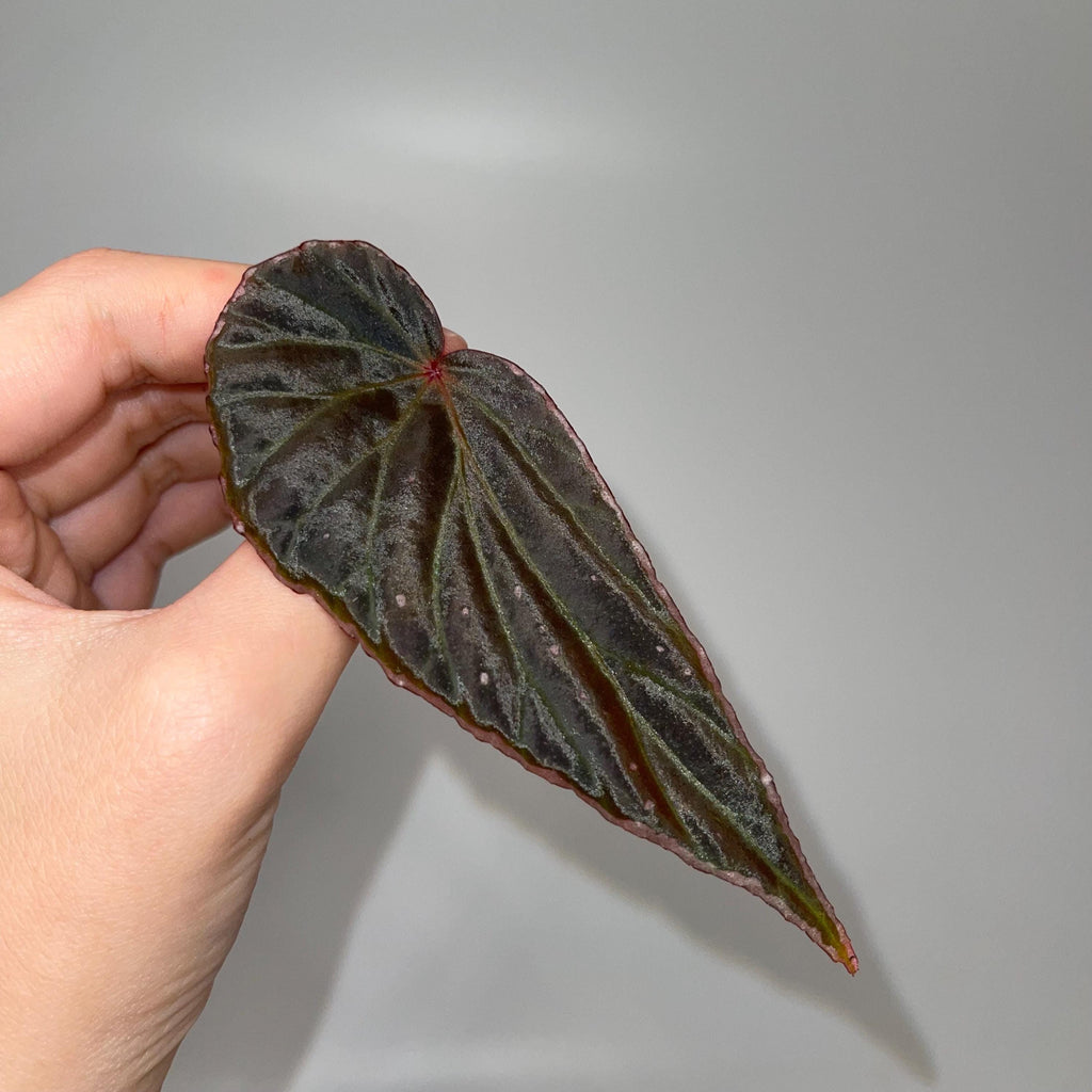 LEAF CUTTING Begonia Botanicaz 49 V.2 (Can acclimate to house conditions)