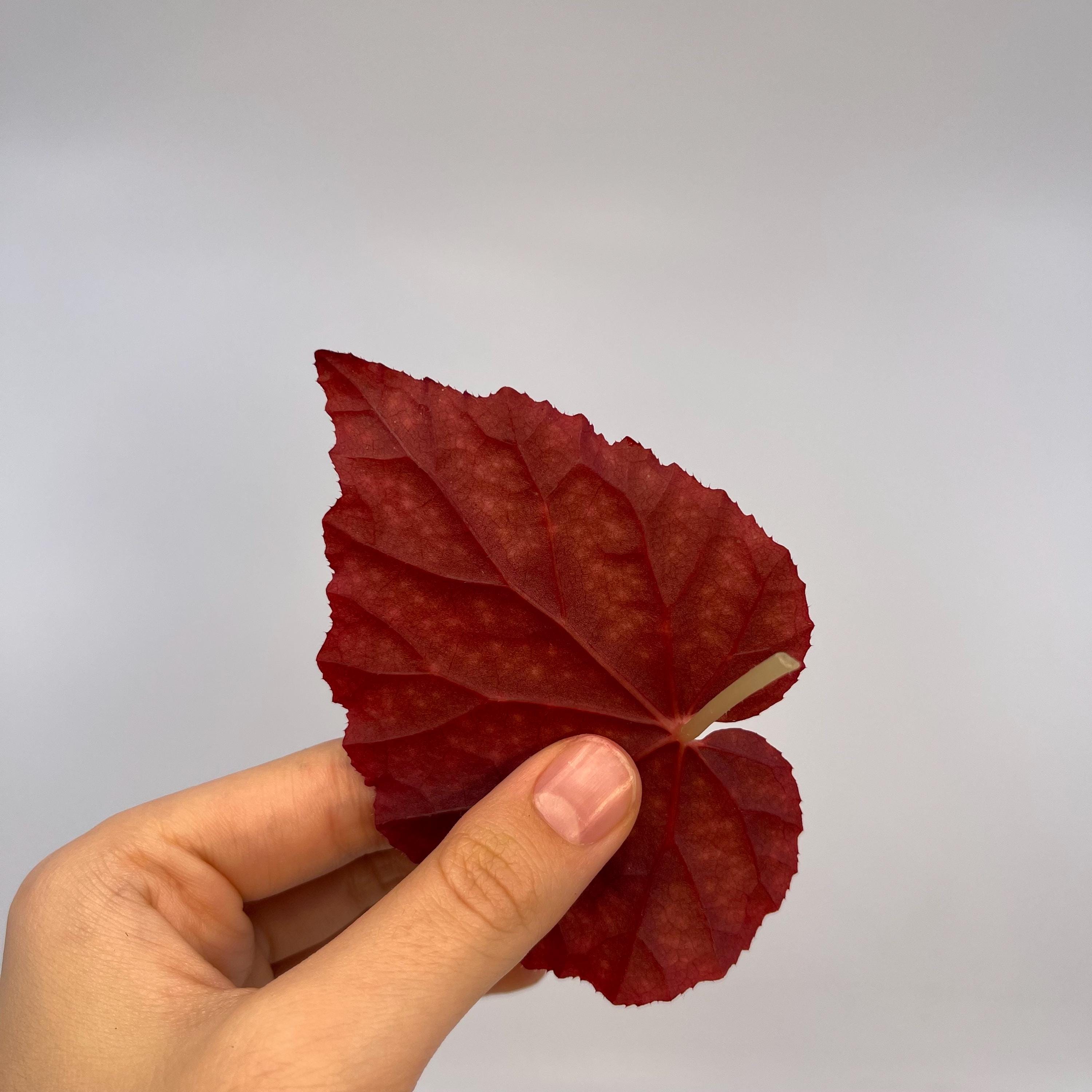 LEAF CUTTING Begonia Botanicaz 45 V.1 (Can acclimate to house conditions)