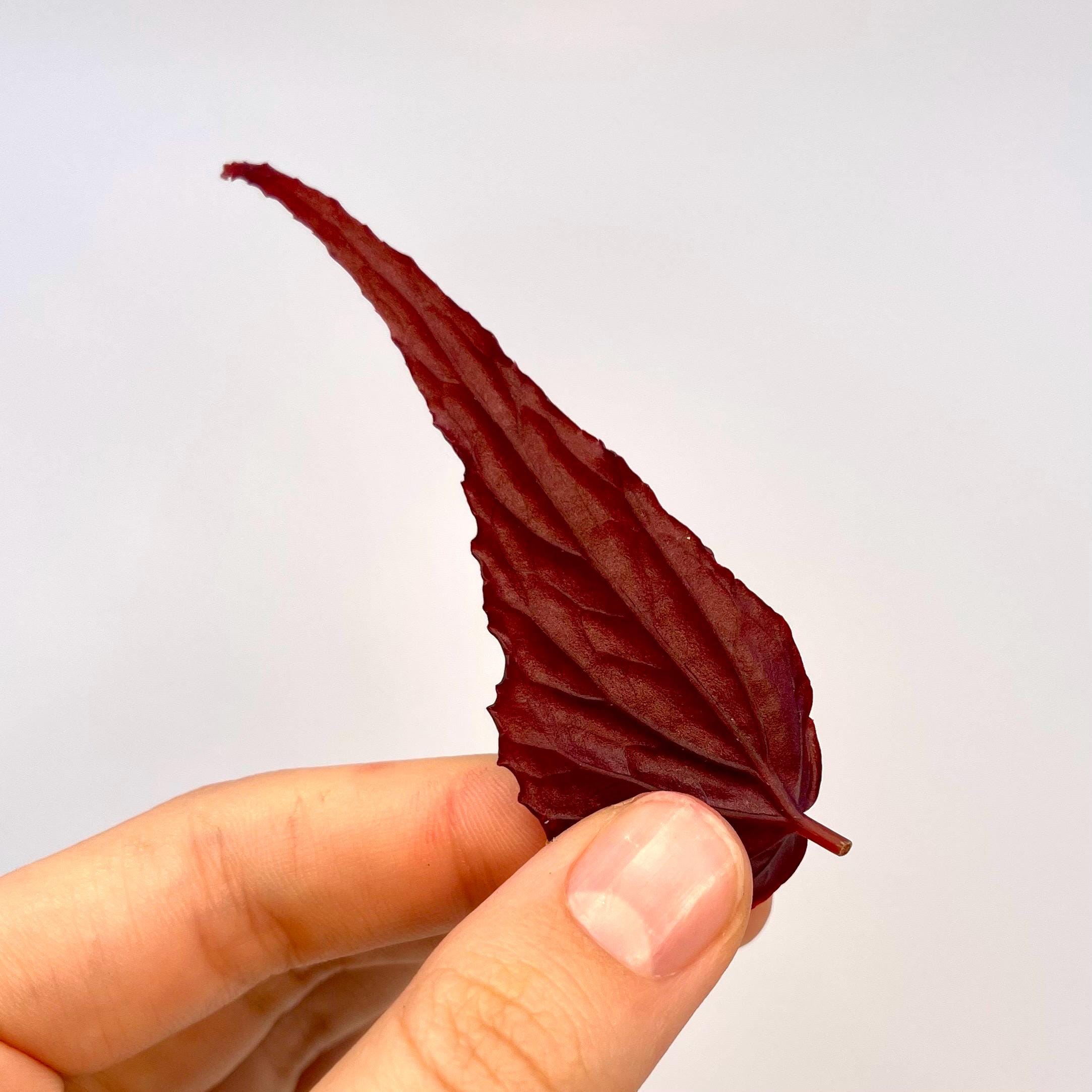 LEAF CUTTING Begonia Botanicaz 212