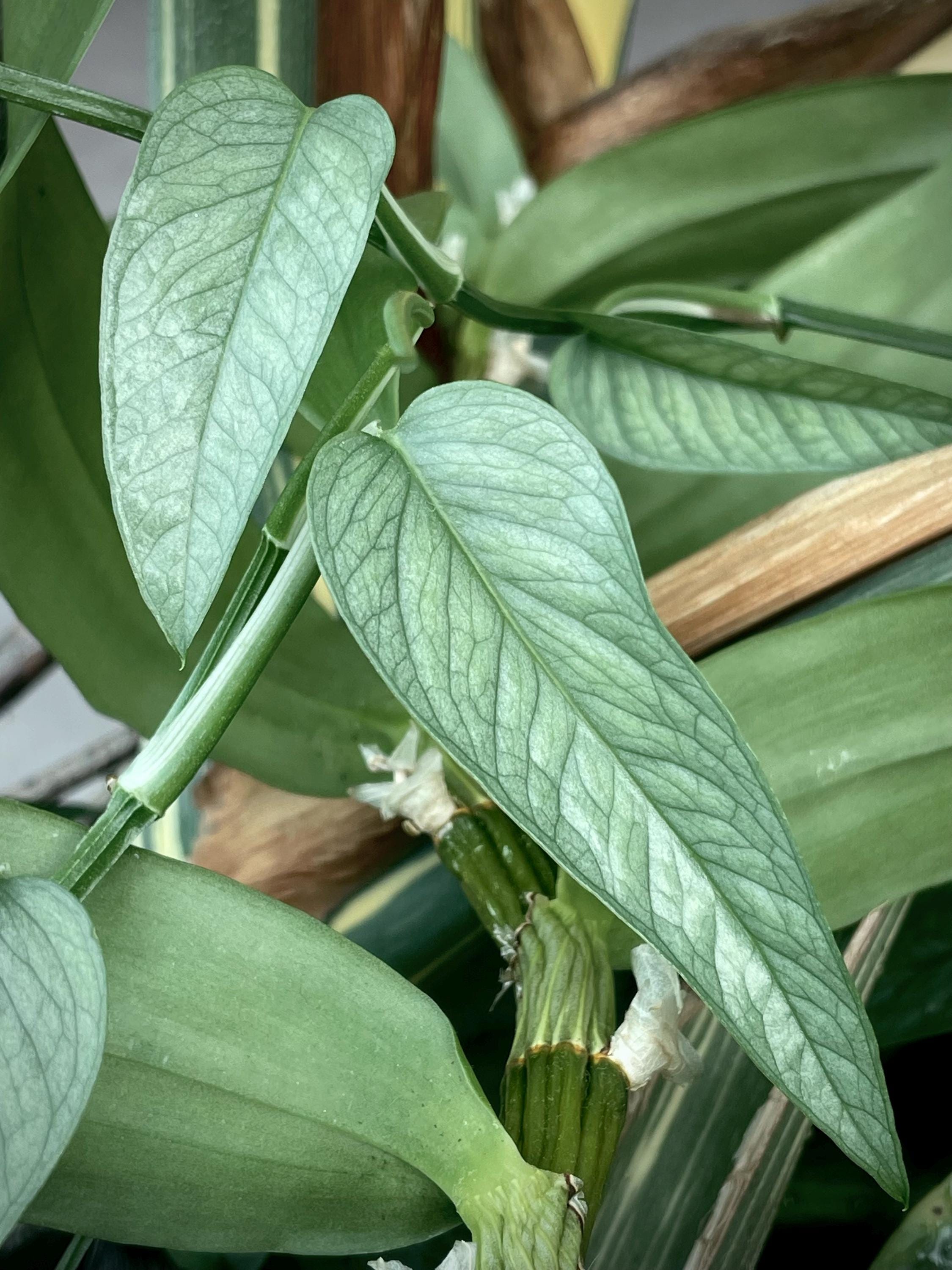 Epipremnum pinnatum 'Cebu Blue' TOP CUTTING (Can acclimate to house conditions)