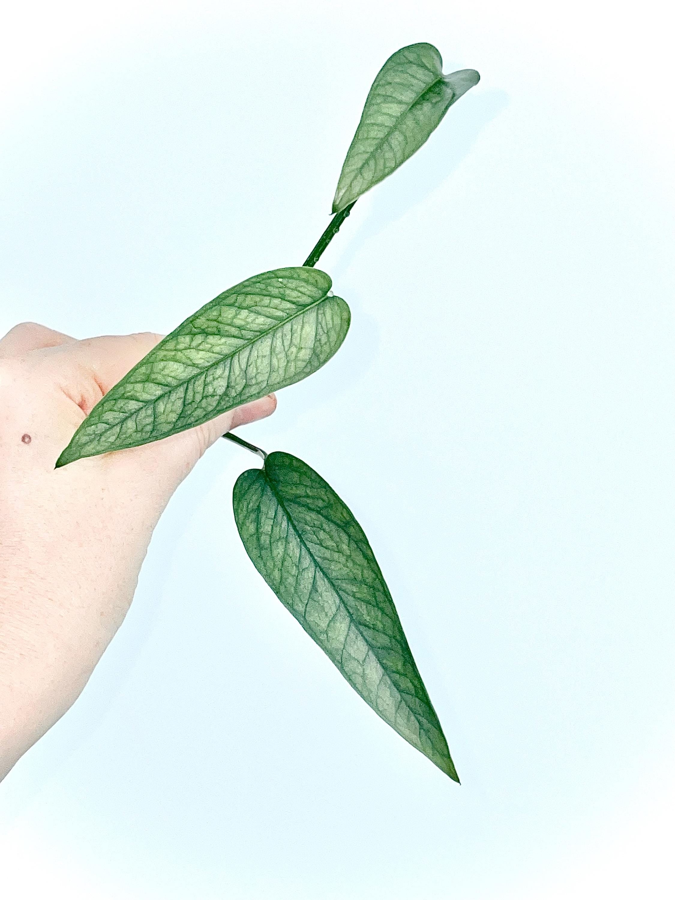 Epipremnum pinnatum 'Cebu Blue' TOP CUTTING (Can acclimate to house conditions)