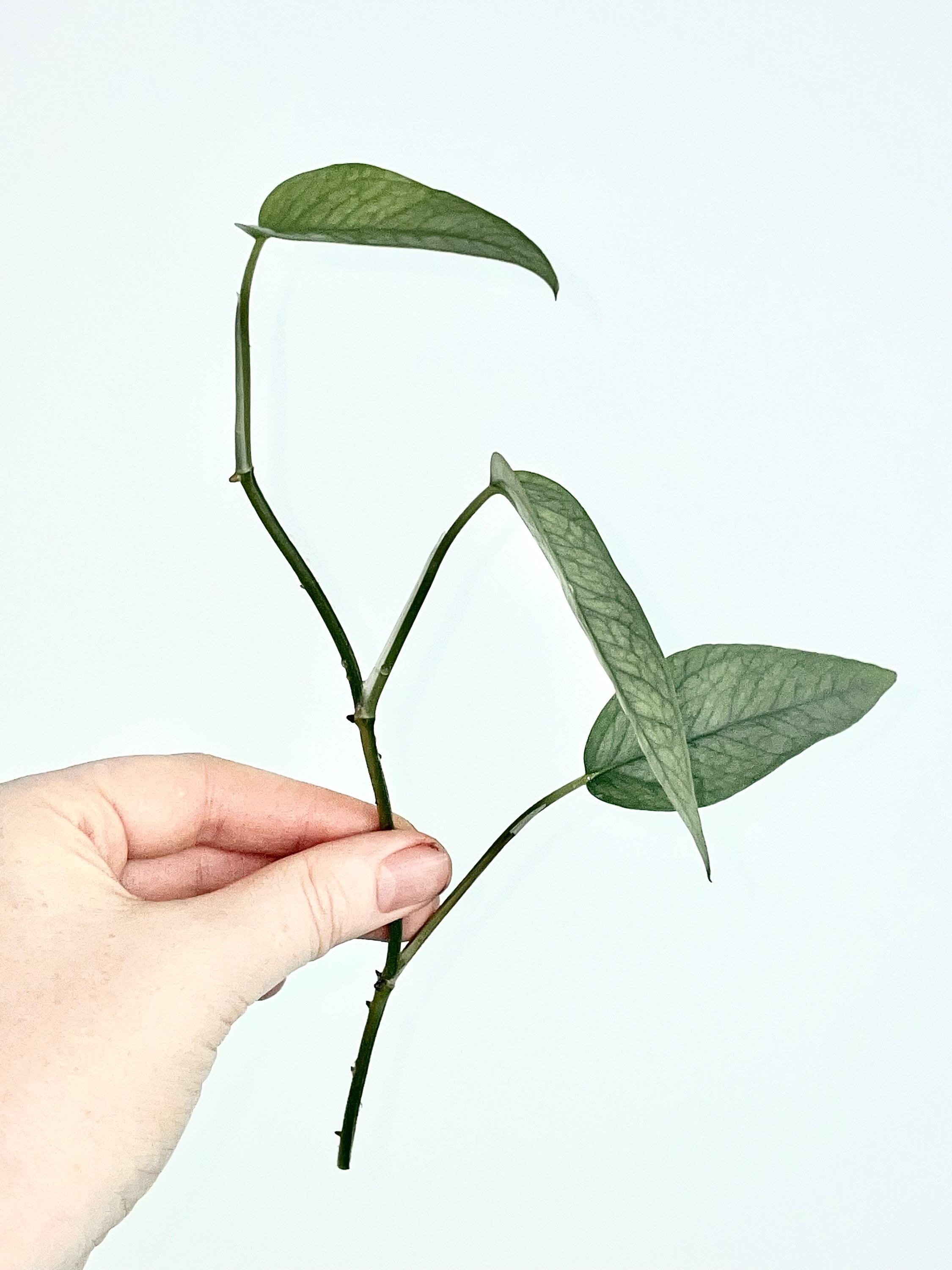 Epipremnum pinnatum 'Cebu Blue' TOP CUTTING (Can acclimate to house conditions)