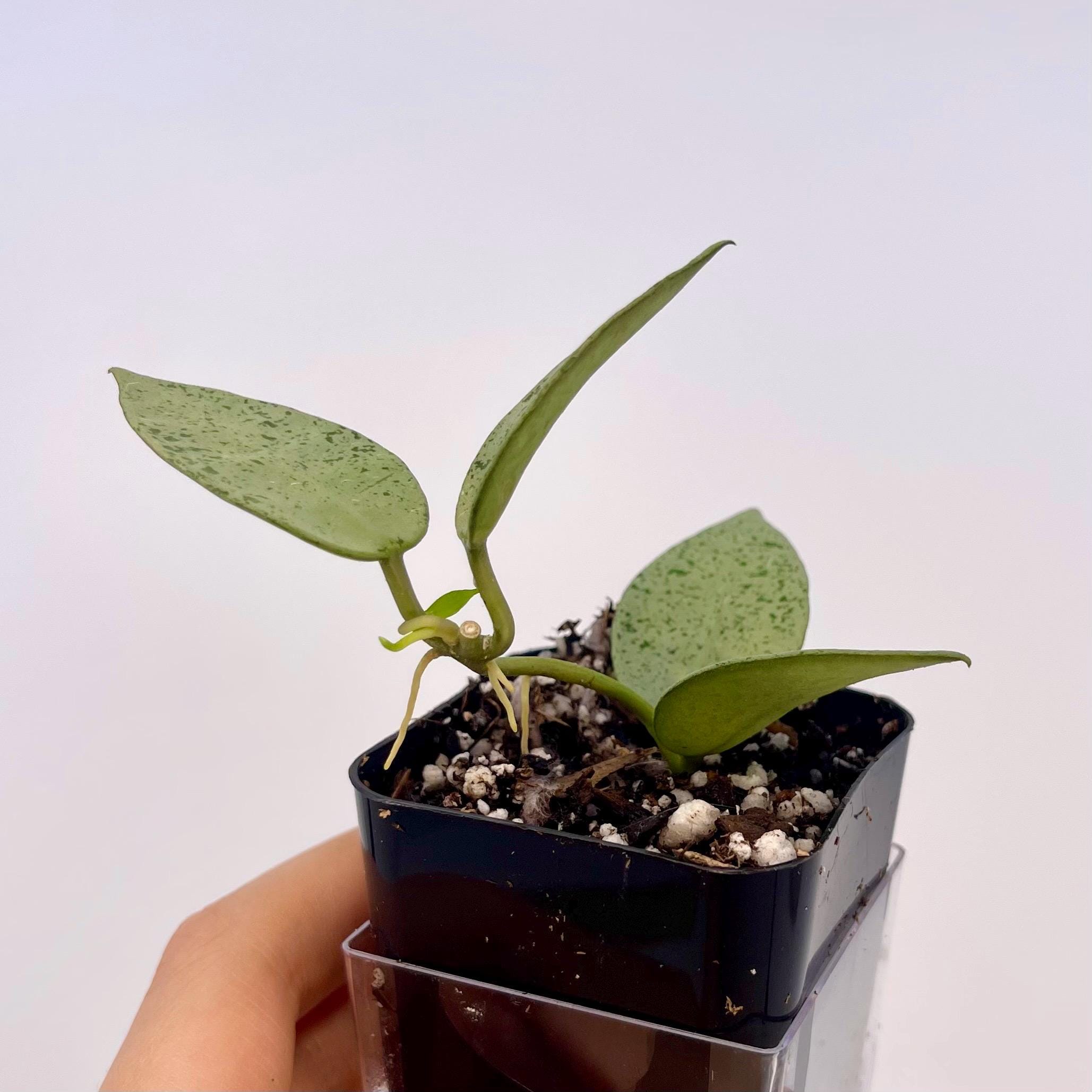 Hoya lacunosa 'Silver Mint Coin' (Can acclimate to house conditions)