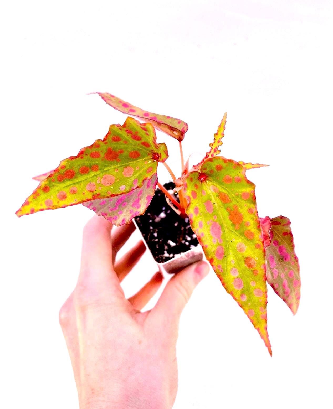 Begonia Botanicaz 33 Begonia malachosticta x Begonia amphioxus (Can acclimate to house conditions) Fragrant Blooms
