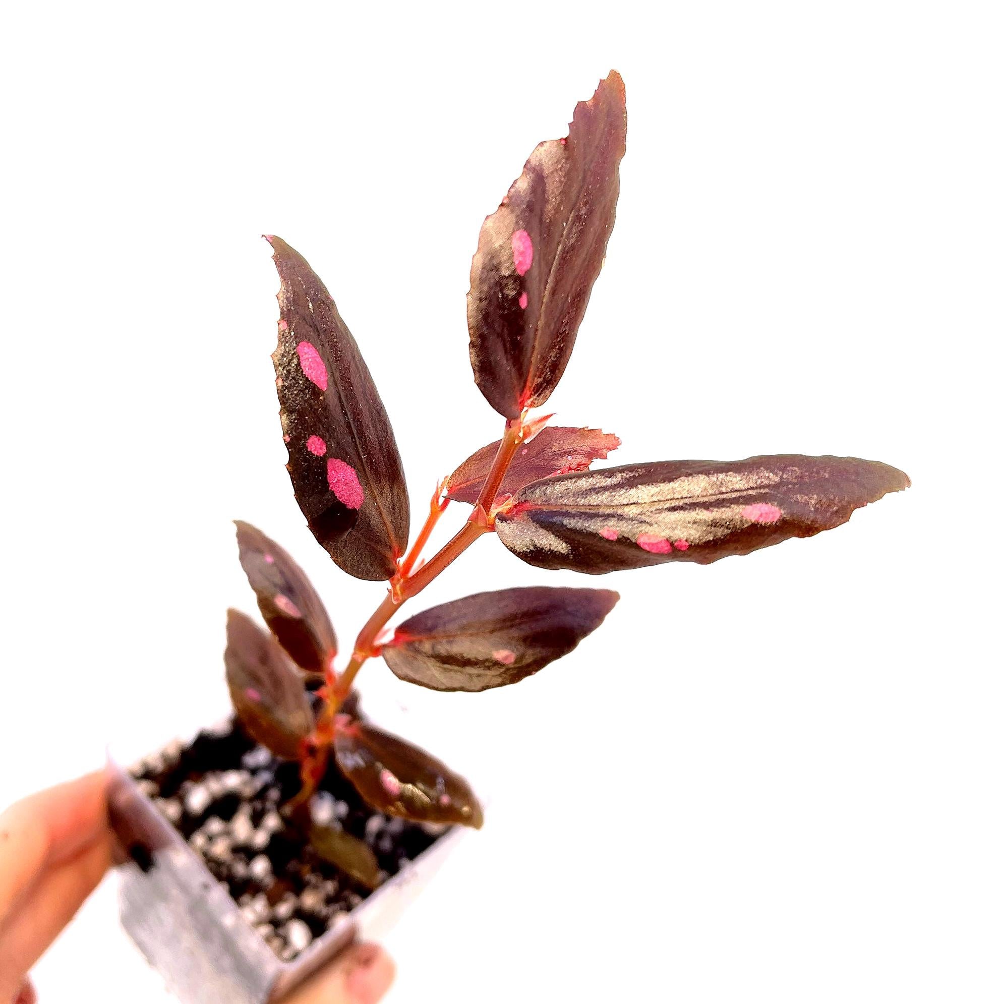 Begonia julau Type 2