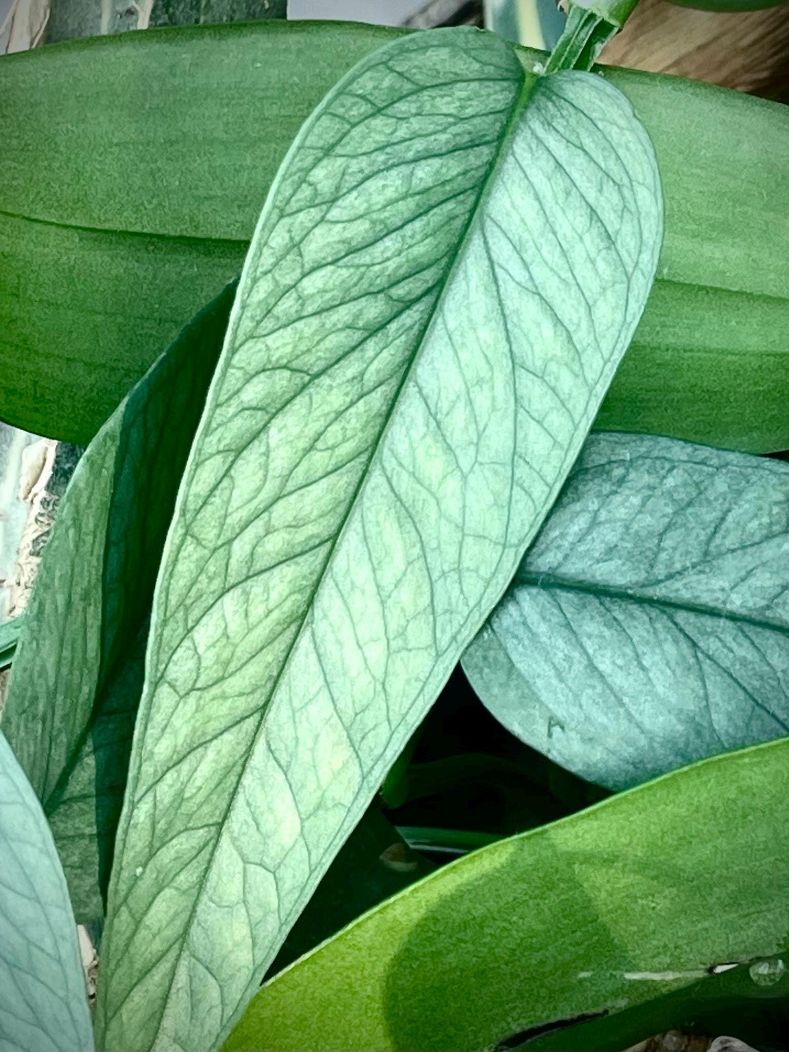 Epipremnum pinnatum 'Cebu Blue' TOP CUTTING (Can acclimate to house conditions)