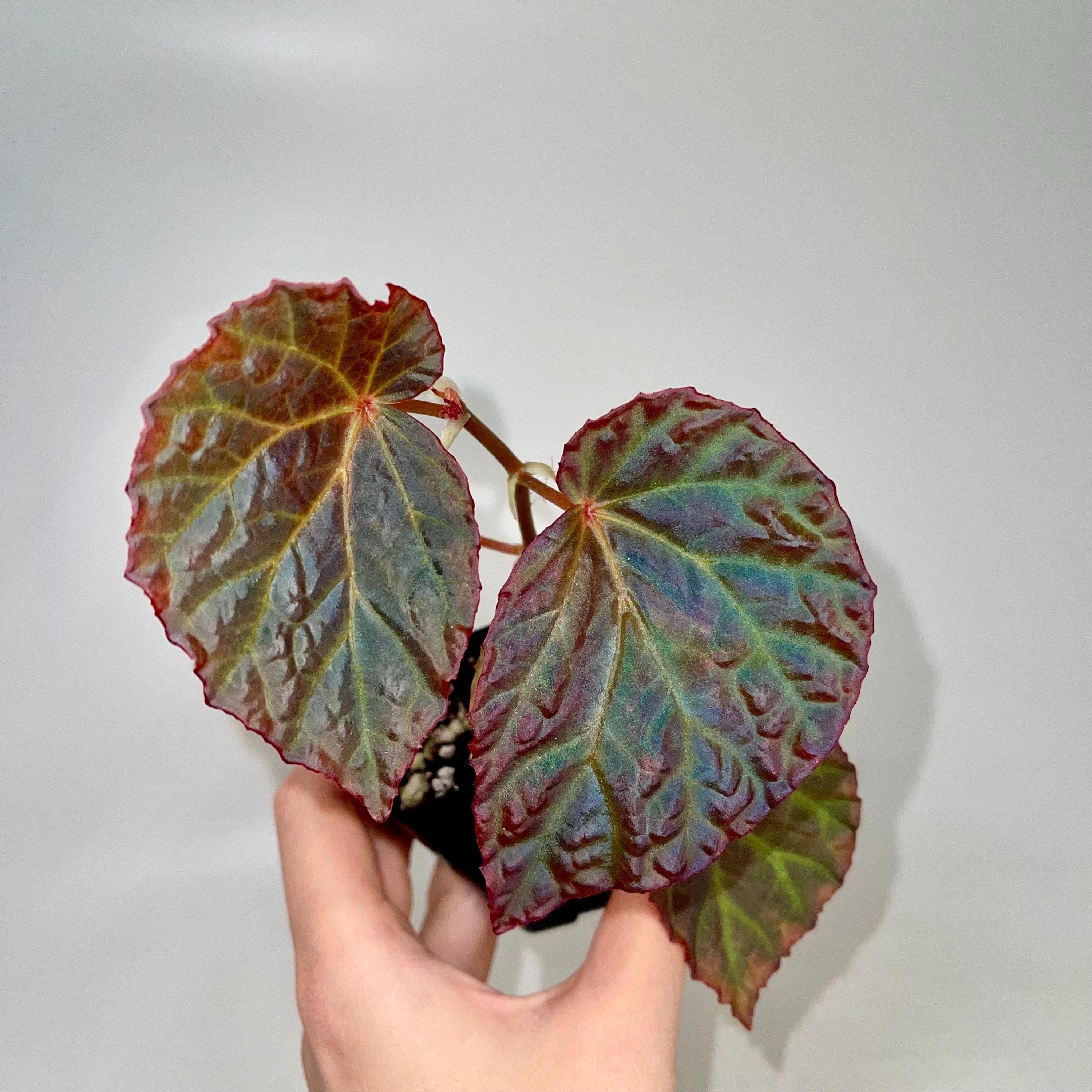 Begonia Botanicaz 115 V.6