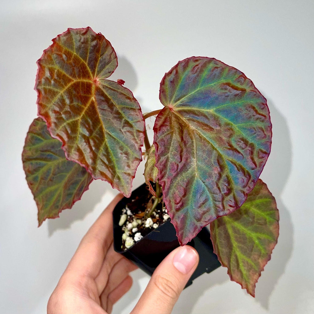 Begonia Botanicaz 115 V.6