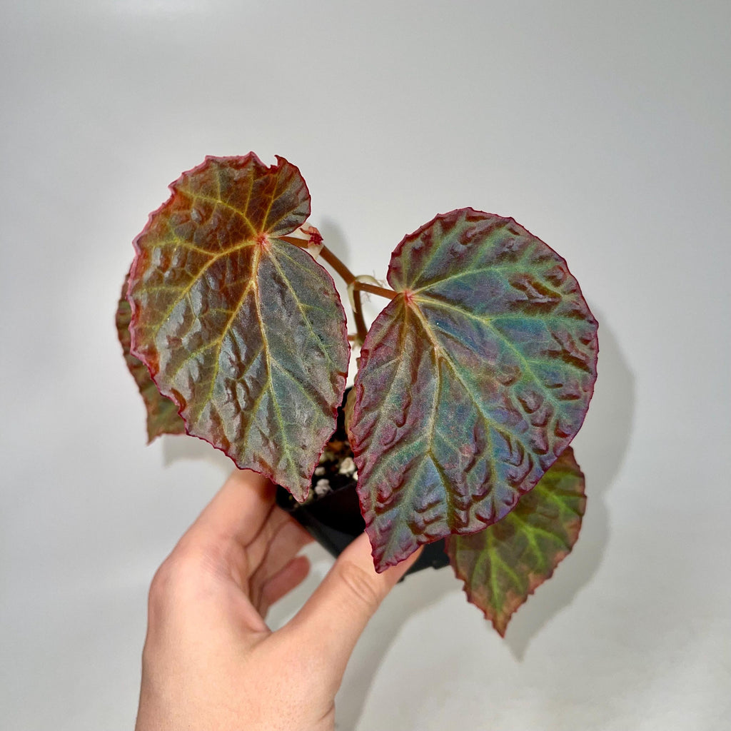 Begonia Botanicaz 115 V.6