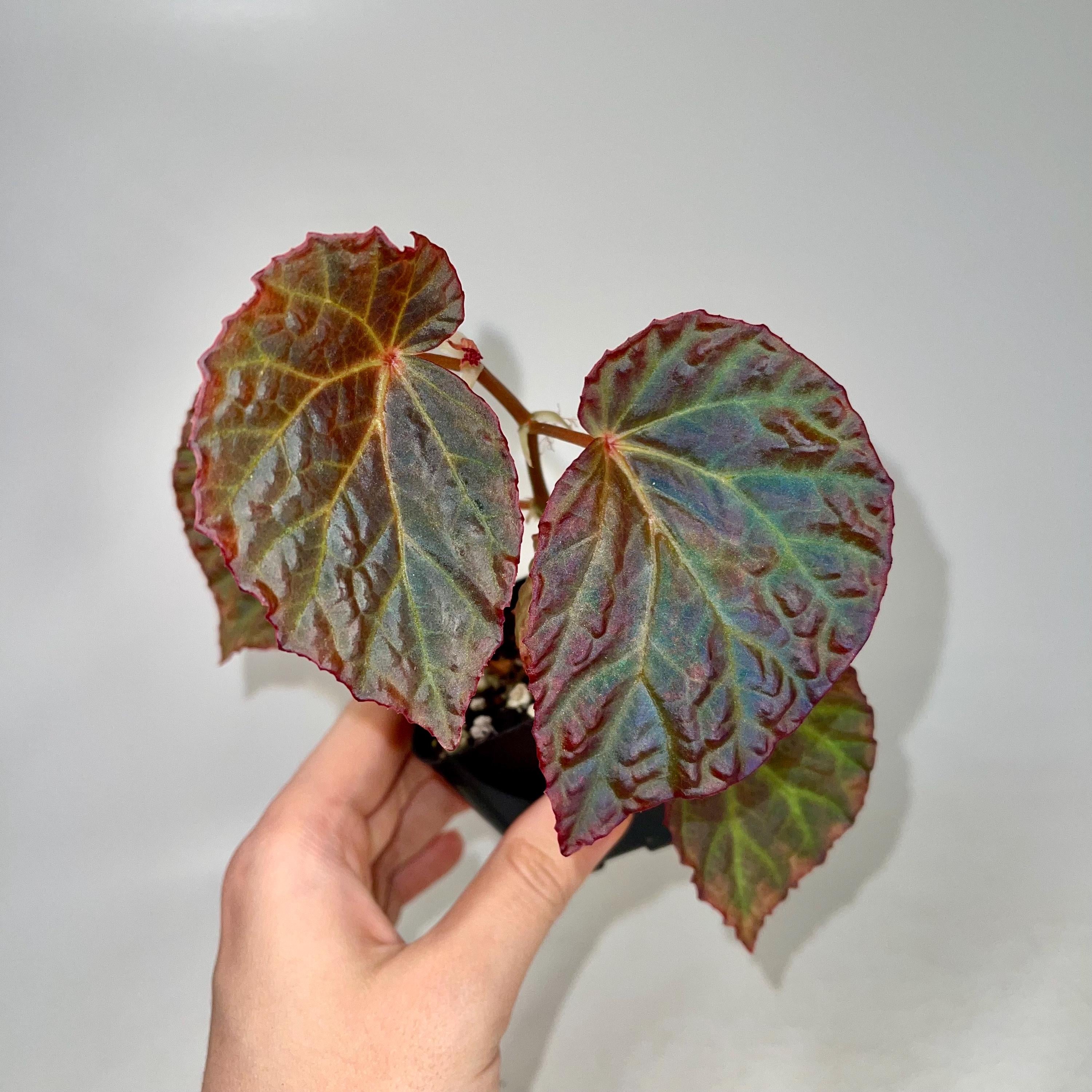 Begonia Botanicaz 115 V.6