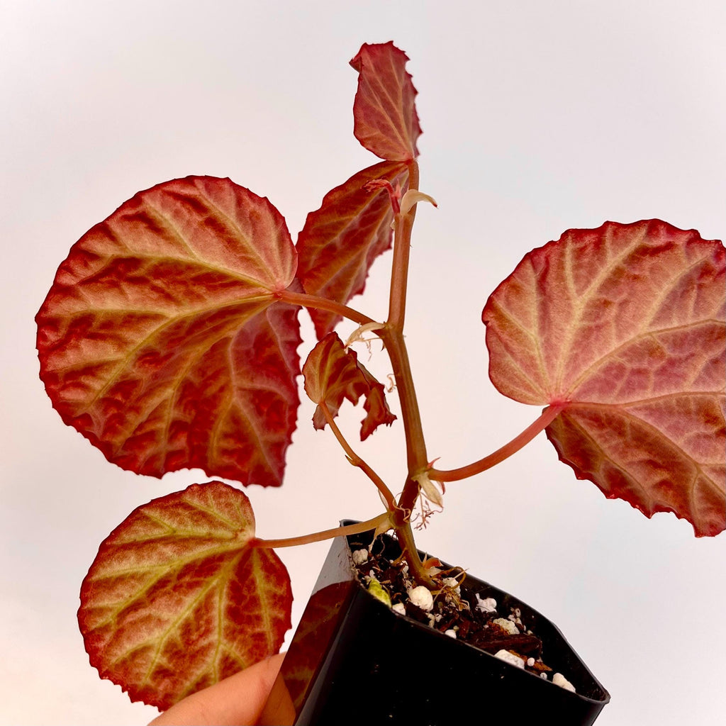 Begonia Botanicaz 115 V.6