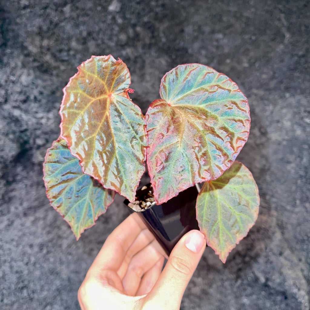 Begonia Botanicaz 115 V.6