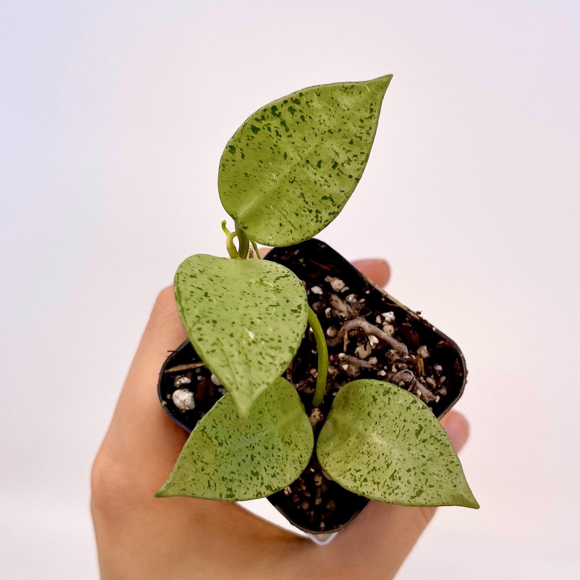 Hoya lacunosa 'Silver Mint Coin' (Can acclimate to house conditions)