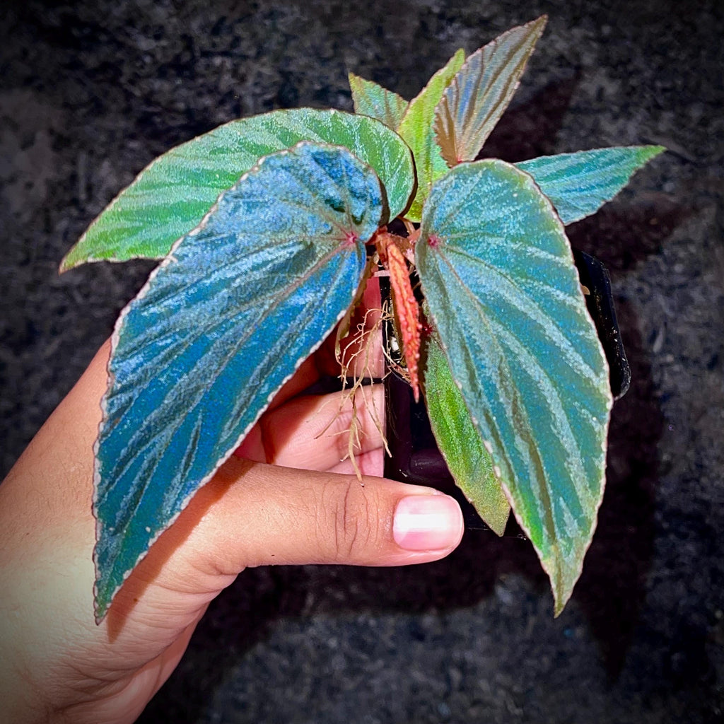 Begonia Botanicaz 120 V.2
