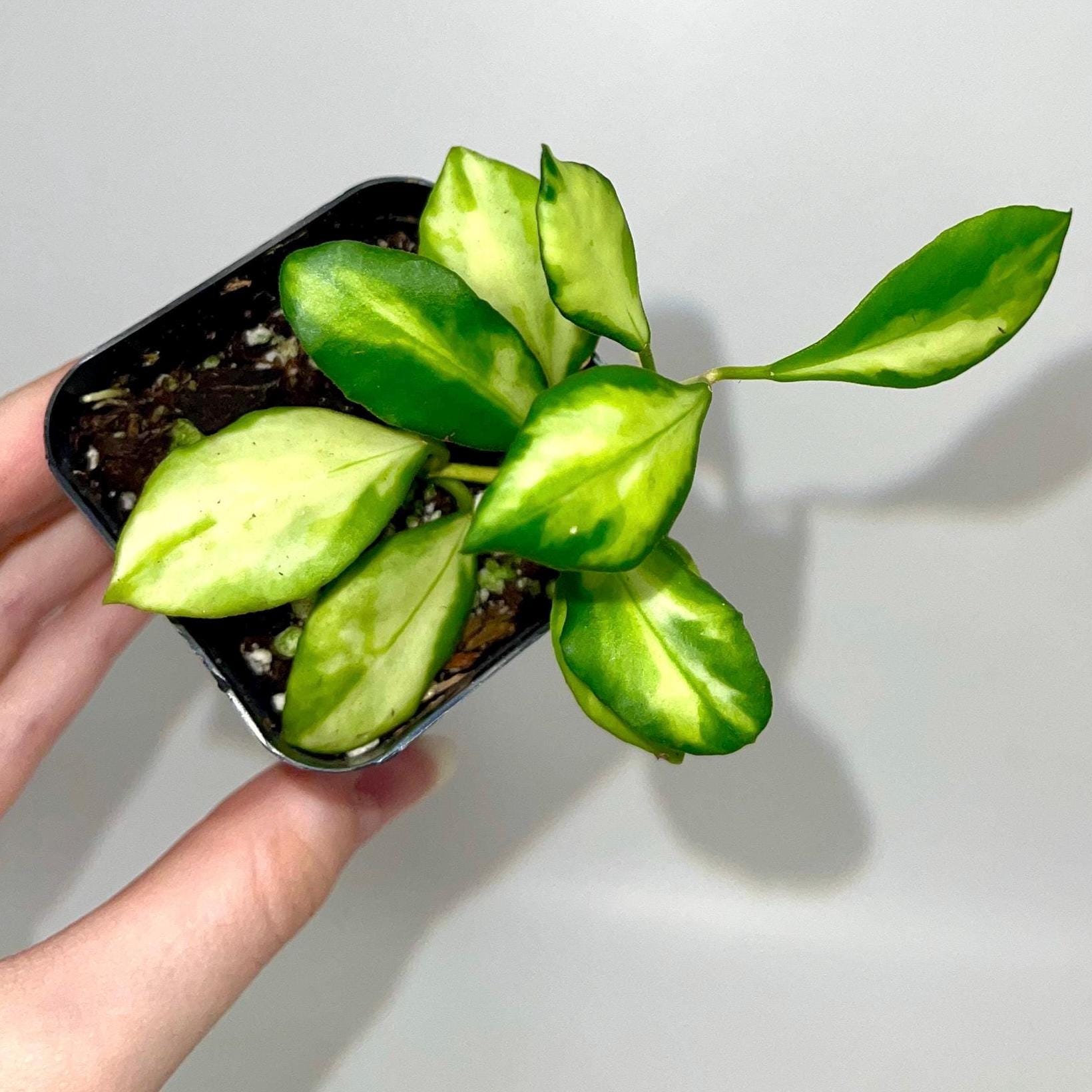 Variegata Hoya Heuschkeliana