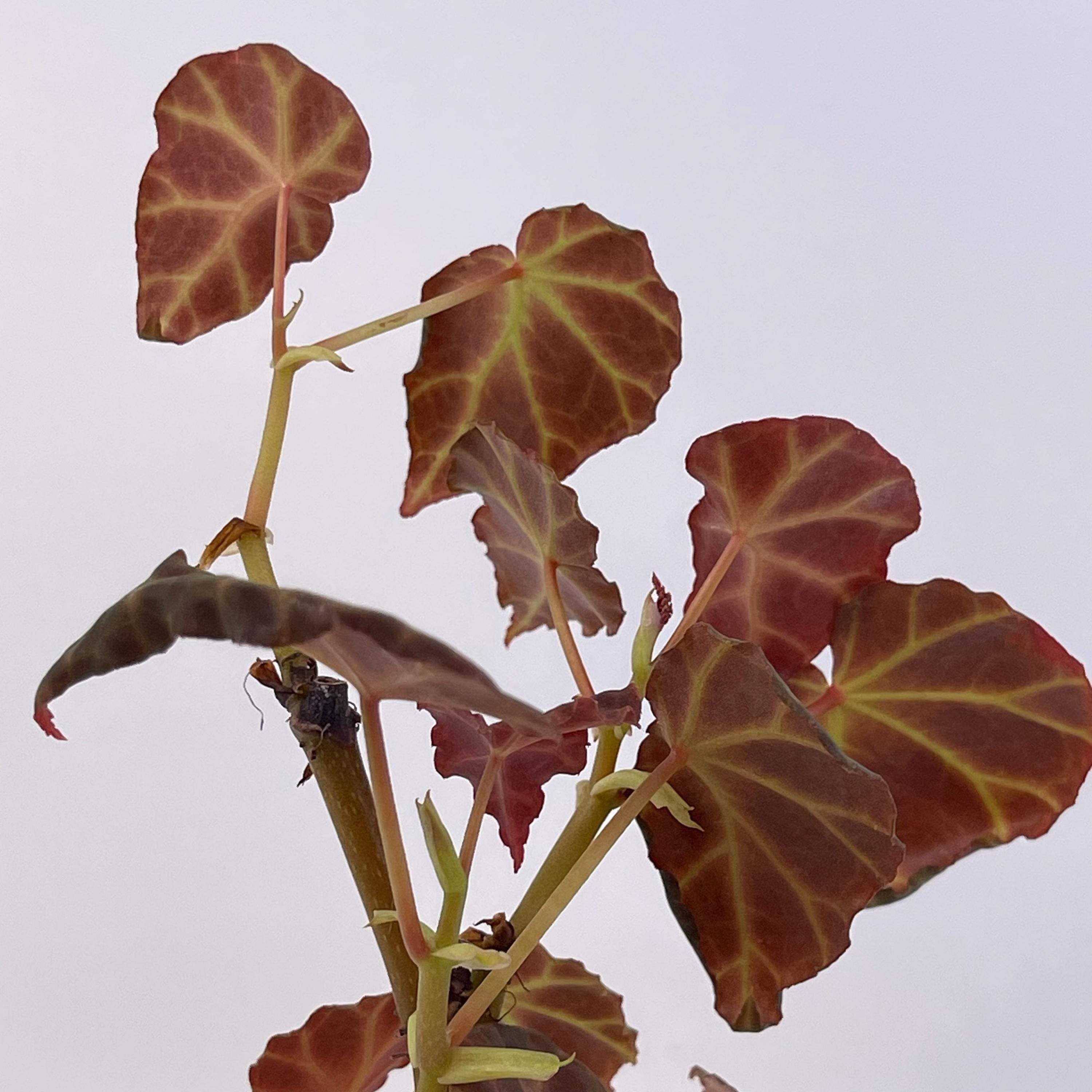 Begonia sp. rubida