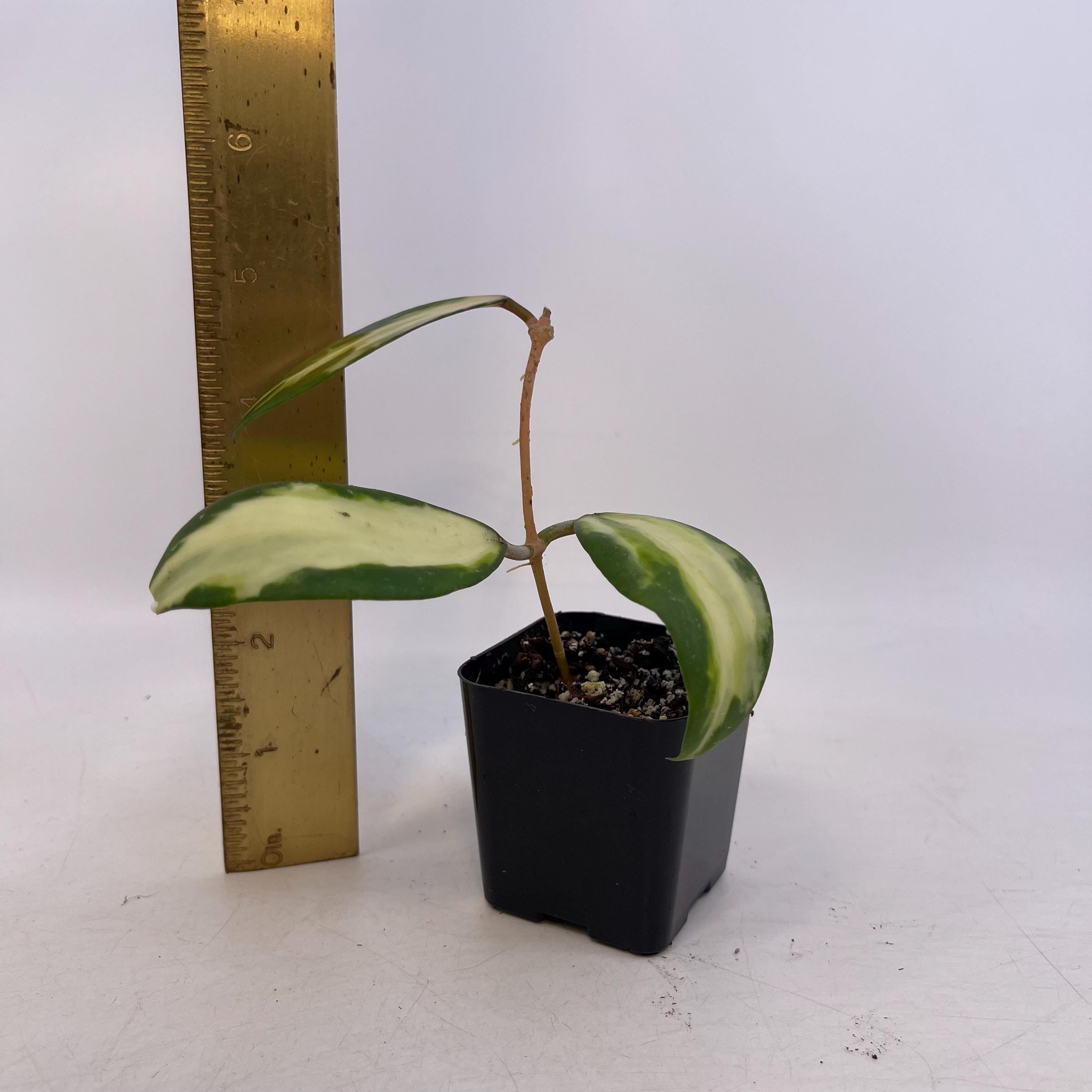 Variegated Hoya acuta (Inner variegated. Can acclimate to house conditions)
