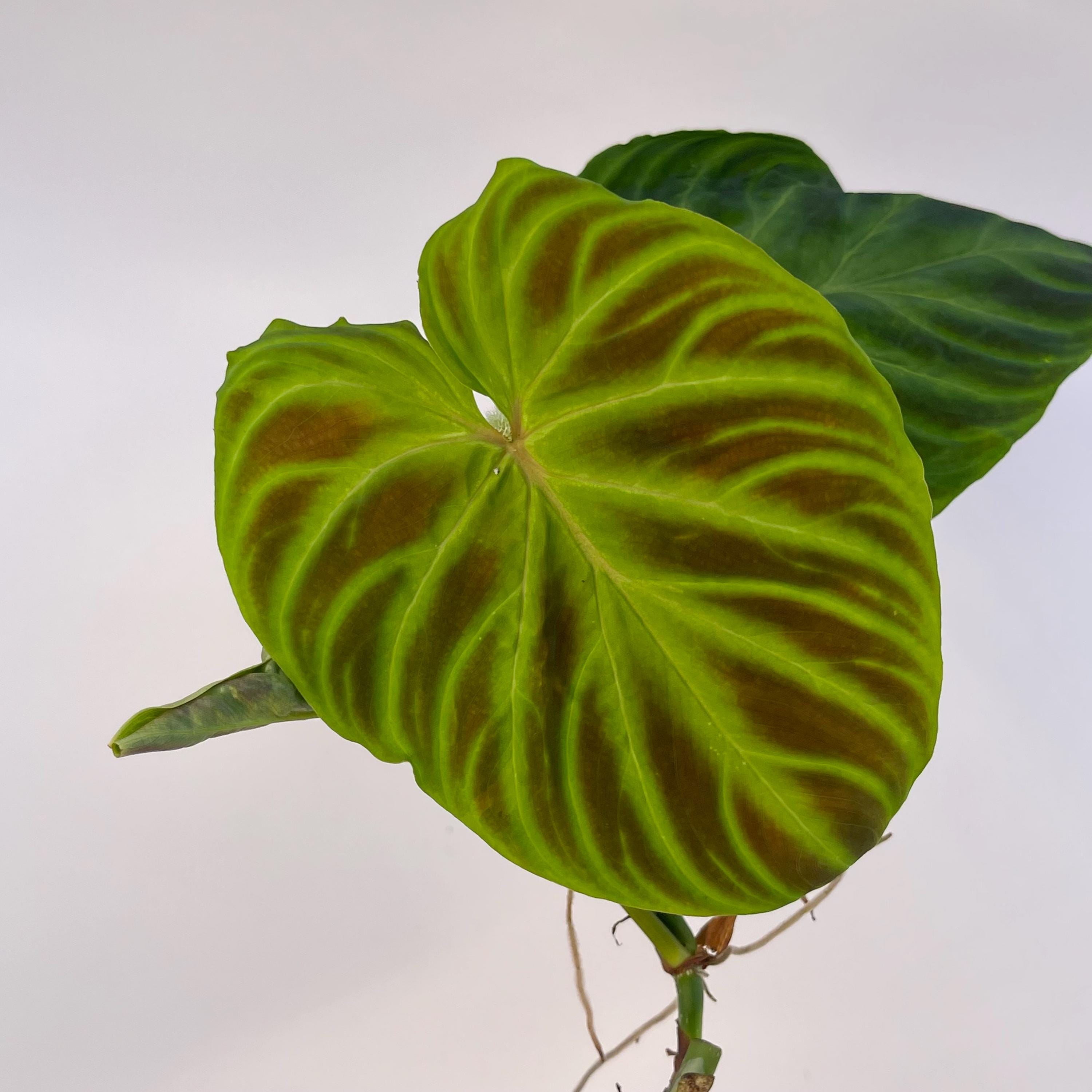 Philodendron verrucosum (Can acclimate to house conditions)