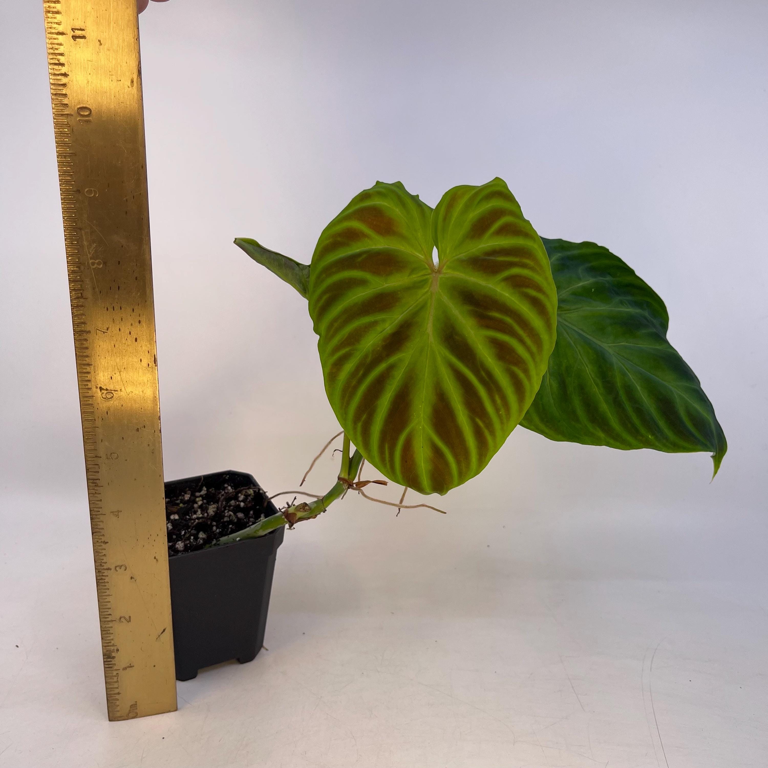 Philodendron verrucosum (Can acclimate to house conditions)