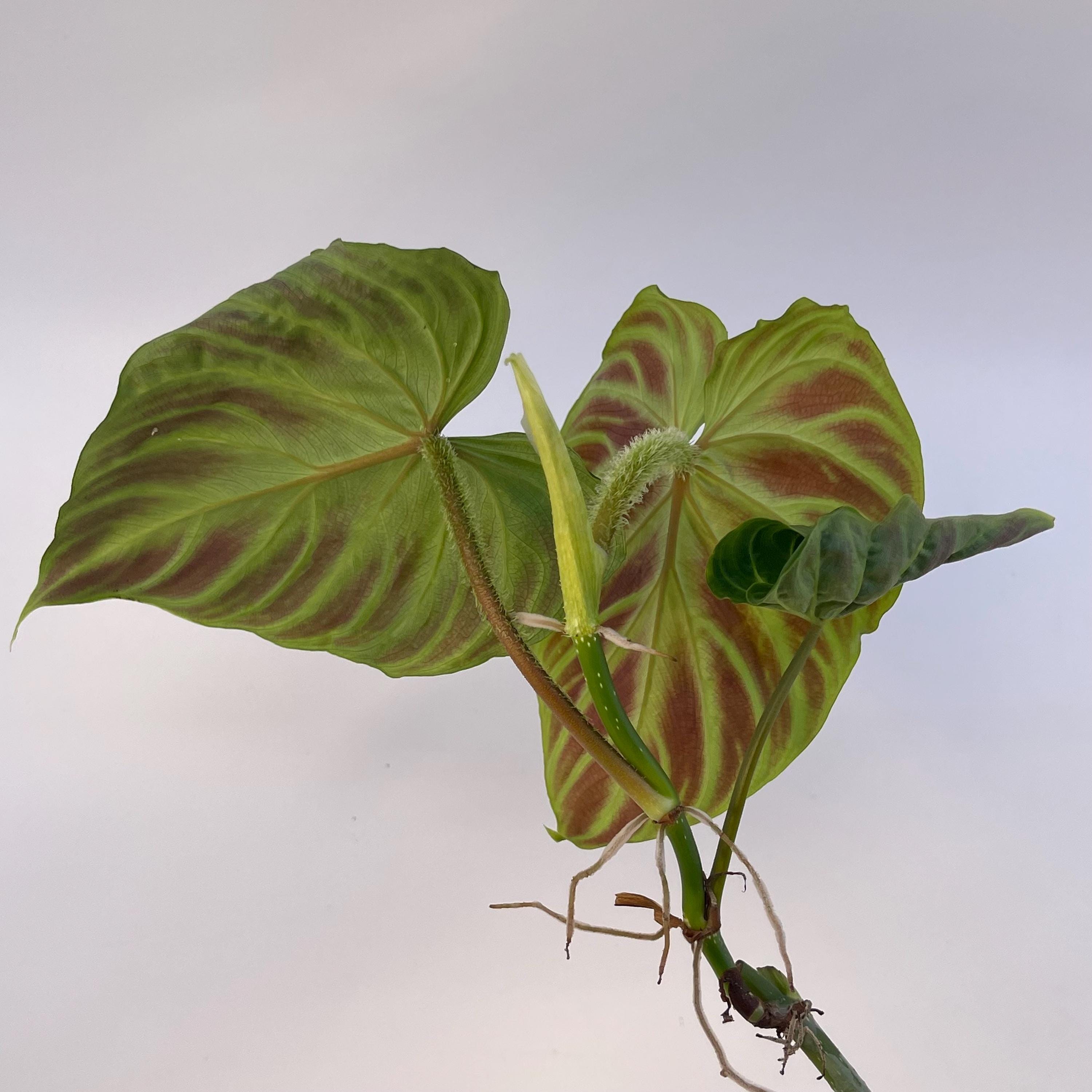 Philodendron verrucosum (Can acclimate to house conditions)