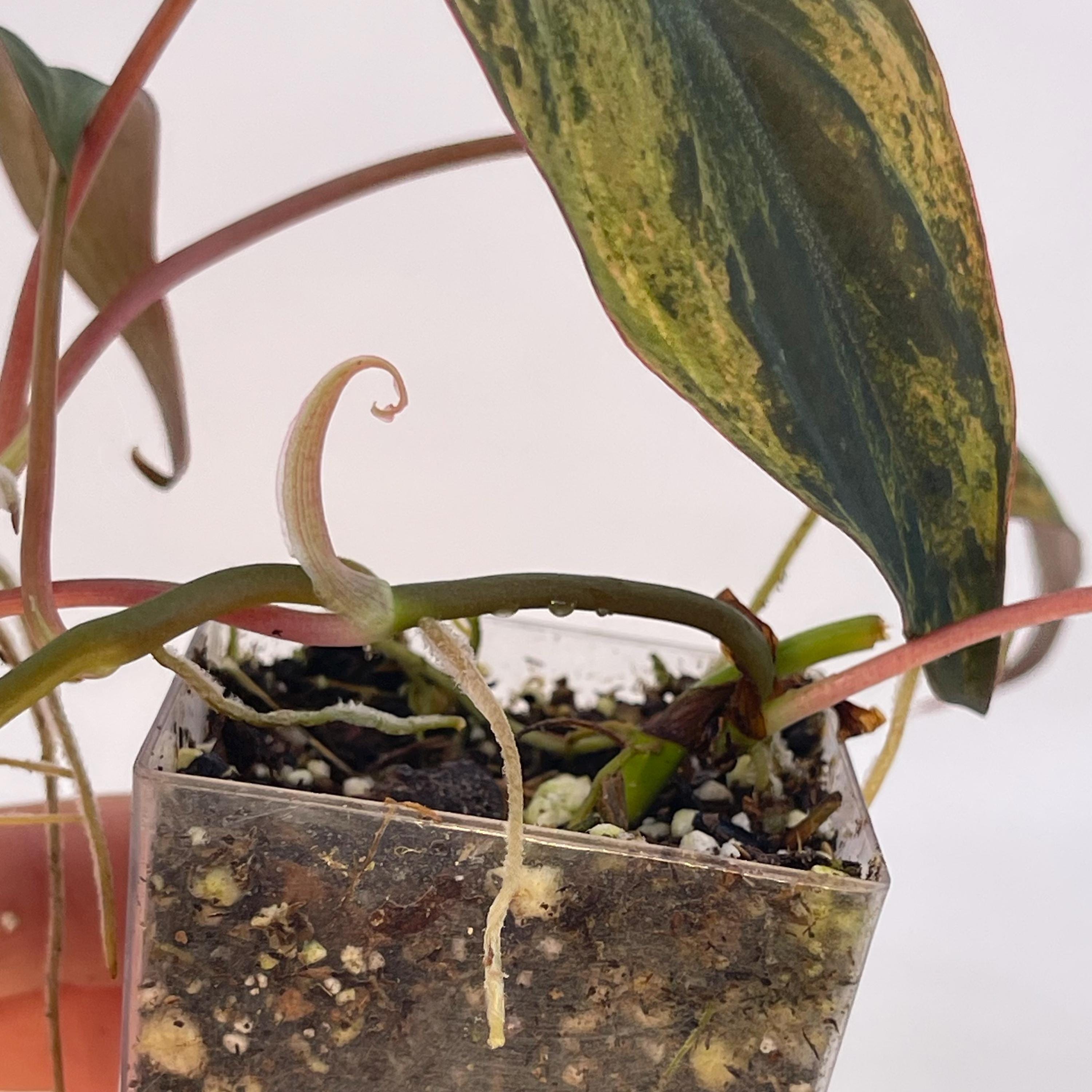 Variegated Philodendron micans ‘Mint’ (Can acclimate to house conditions)