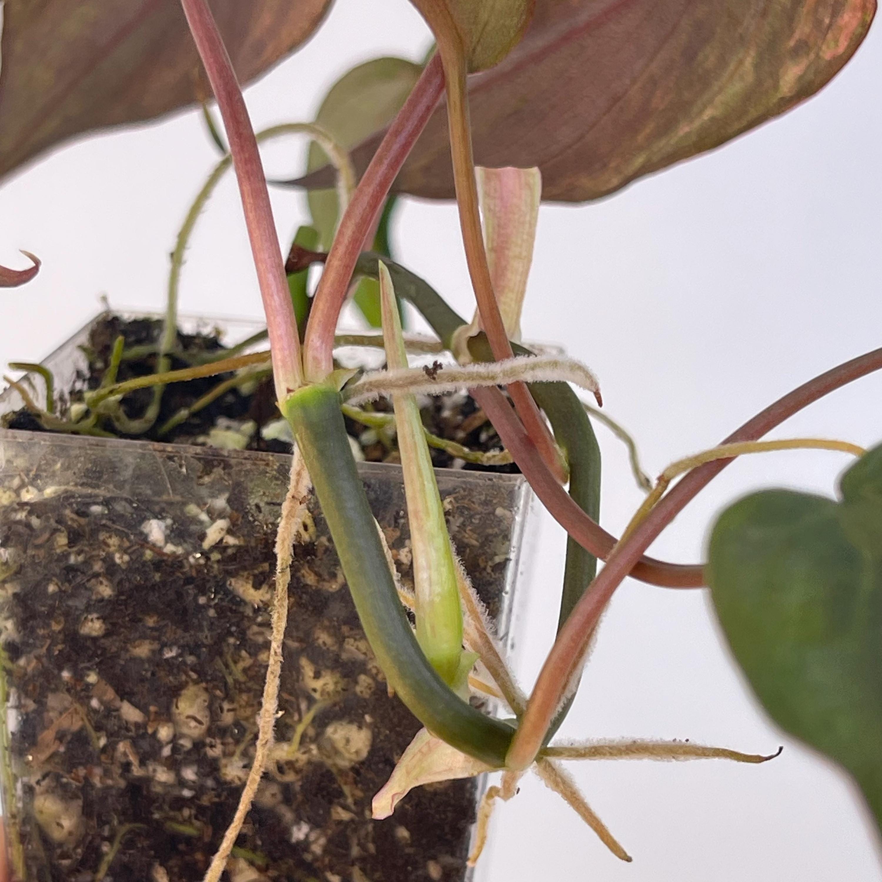 Variegated Philodendron micans ‘Mint’ (Can acclimate to house conditions)