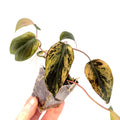 Variegated Philodendron micans ‘Mint’ (Can acclimate to house conditions)