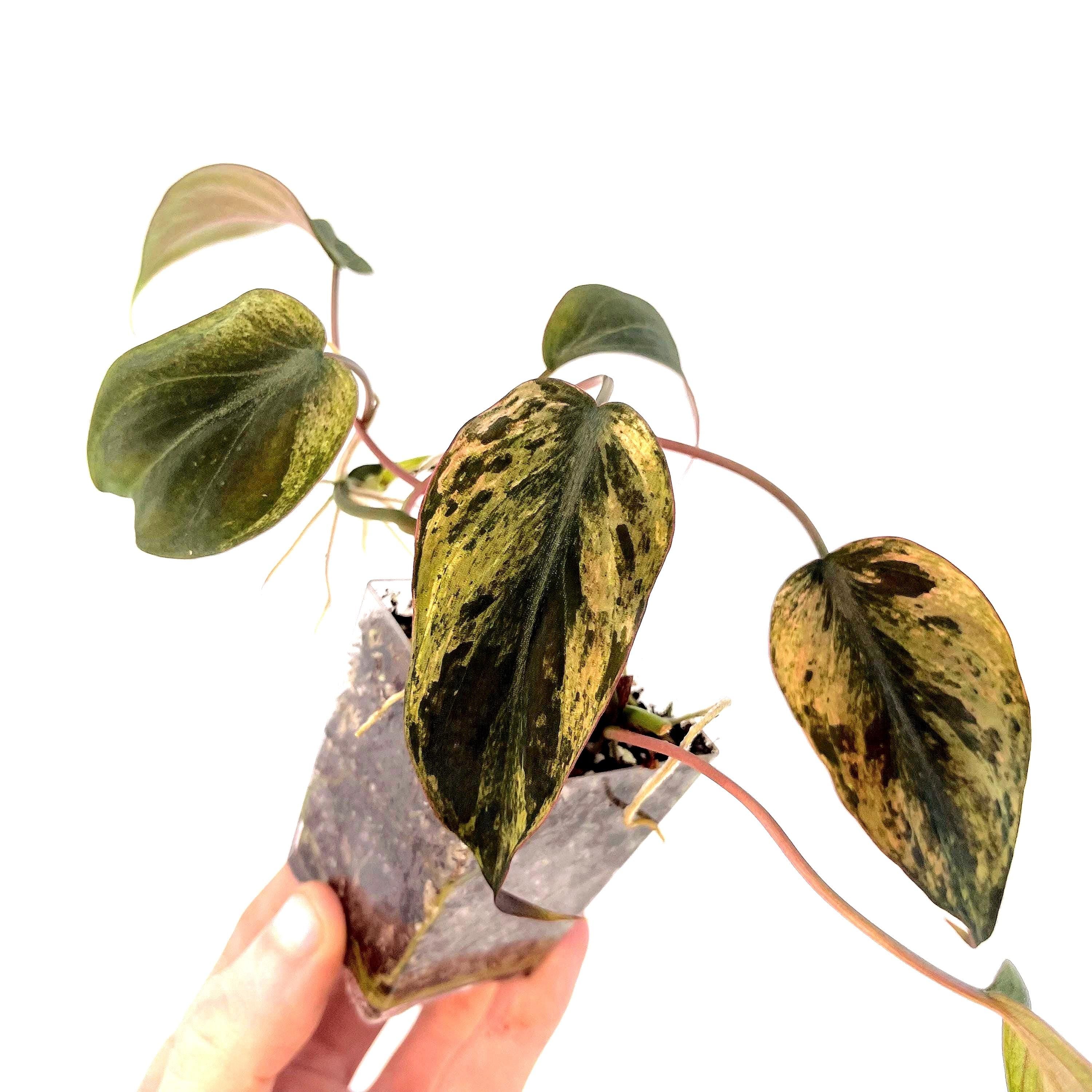 Variegated Philodendron micans ‘Mint’ (Can acclimate to house conditions)