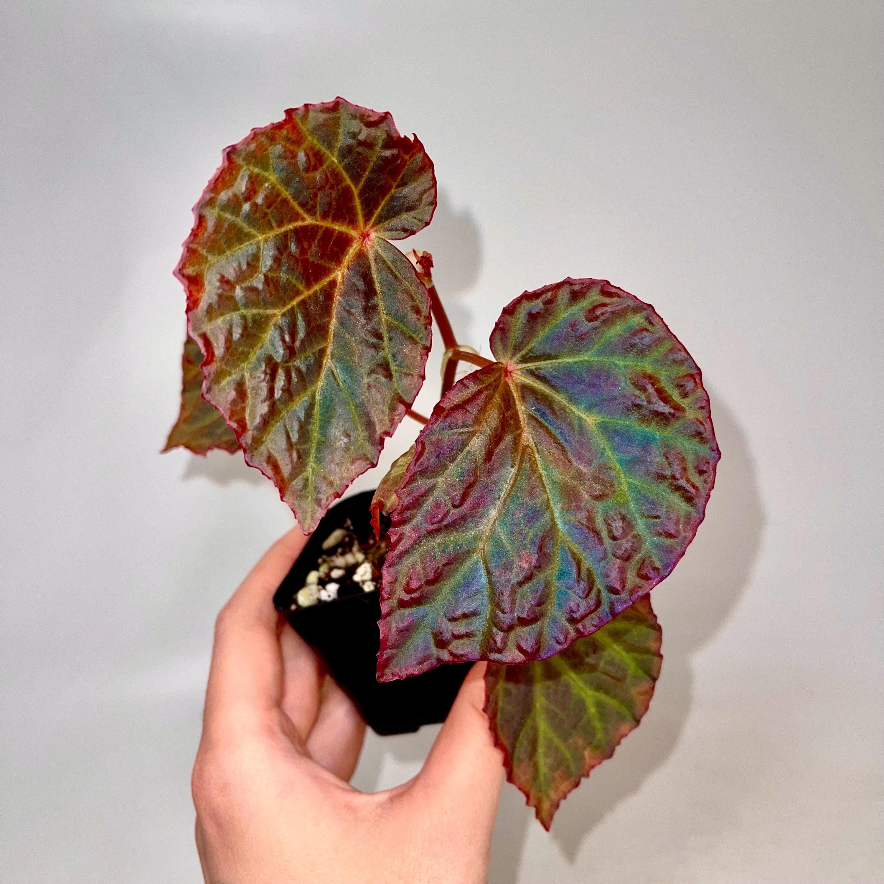 Begonia Botanicaz 115 V.6