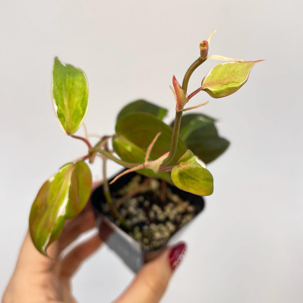 Variegated Philodendron Micans ‘Velvet Halo’ (Can acclimate to house conditions)