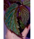Begonia Botanicaz 287