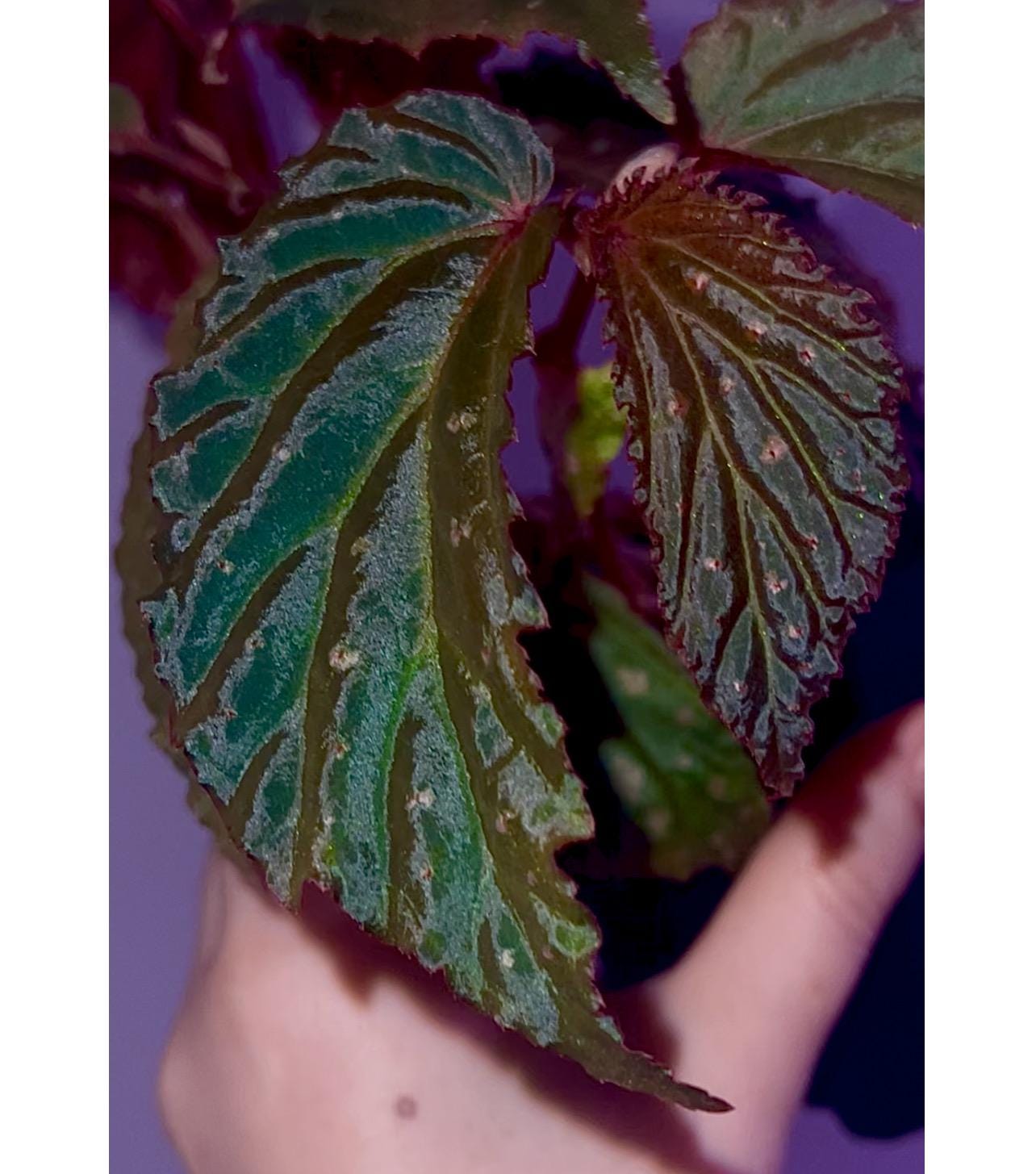 Begonia Botanicaz 287