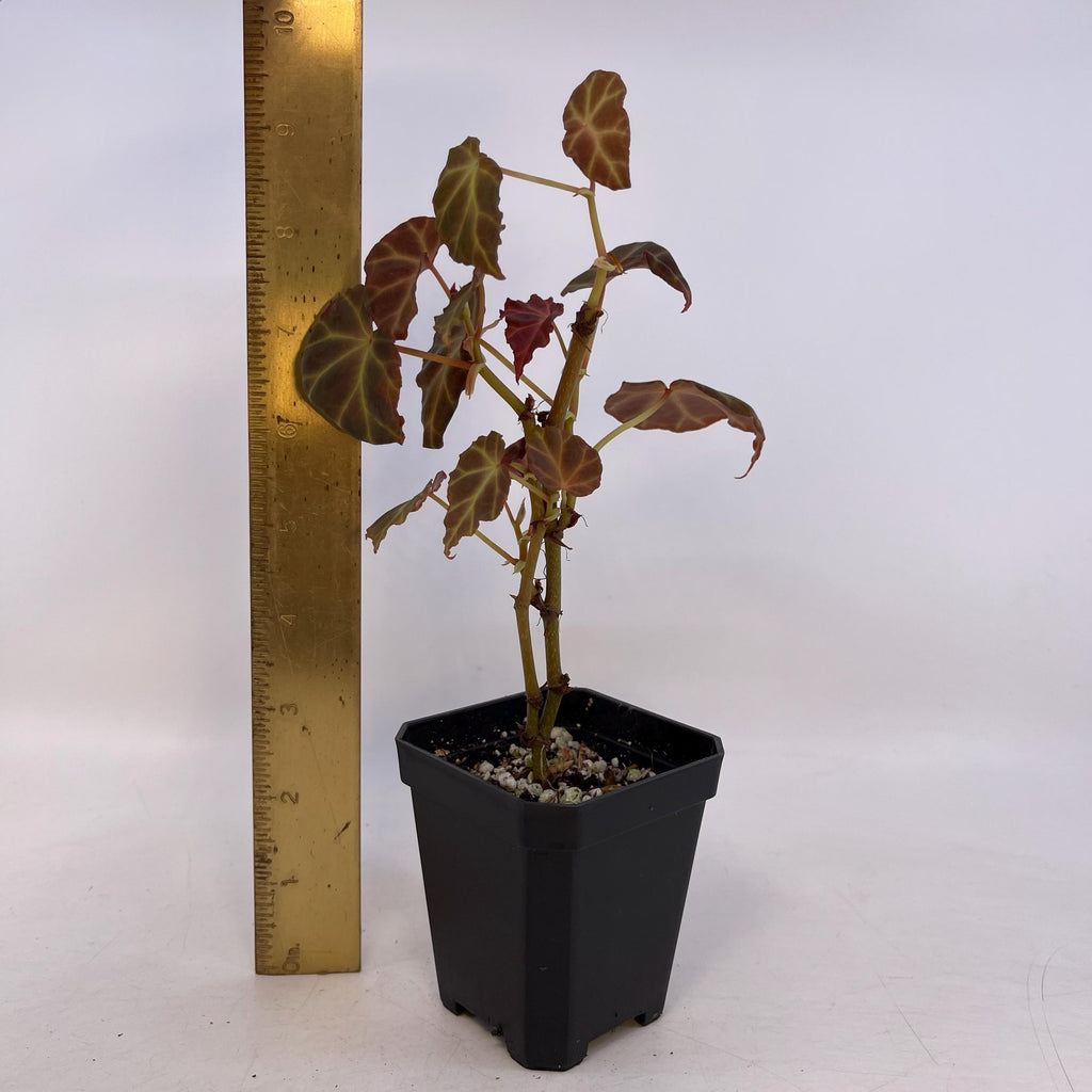 Begonia sp. rubida