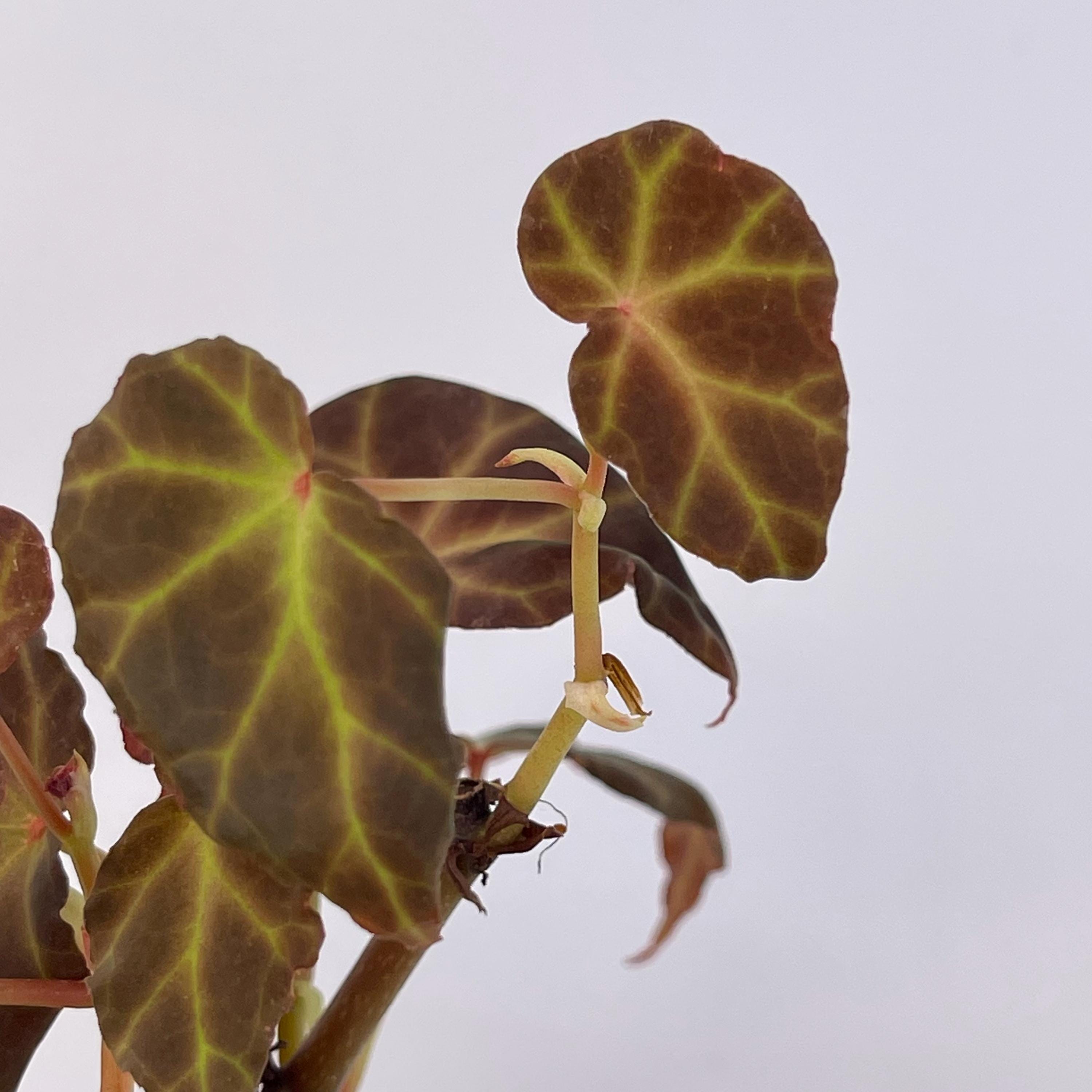 Begonia sp. rubida