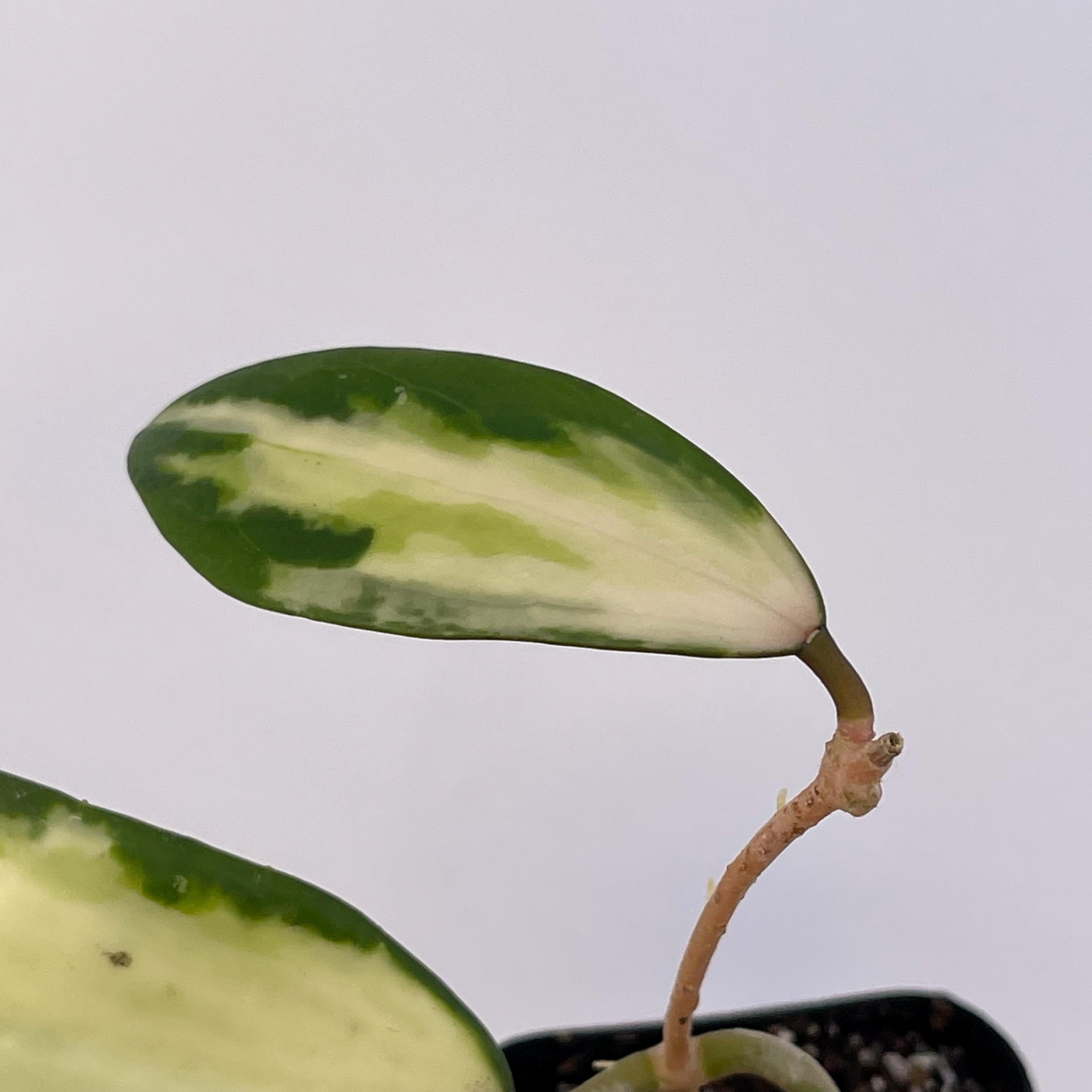 Variegated Hoya acuta (Inner variegated. Can acclimate to house conditions)