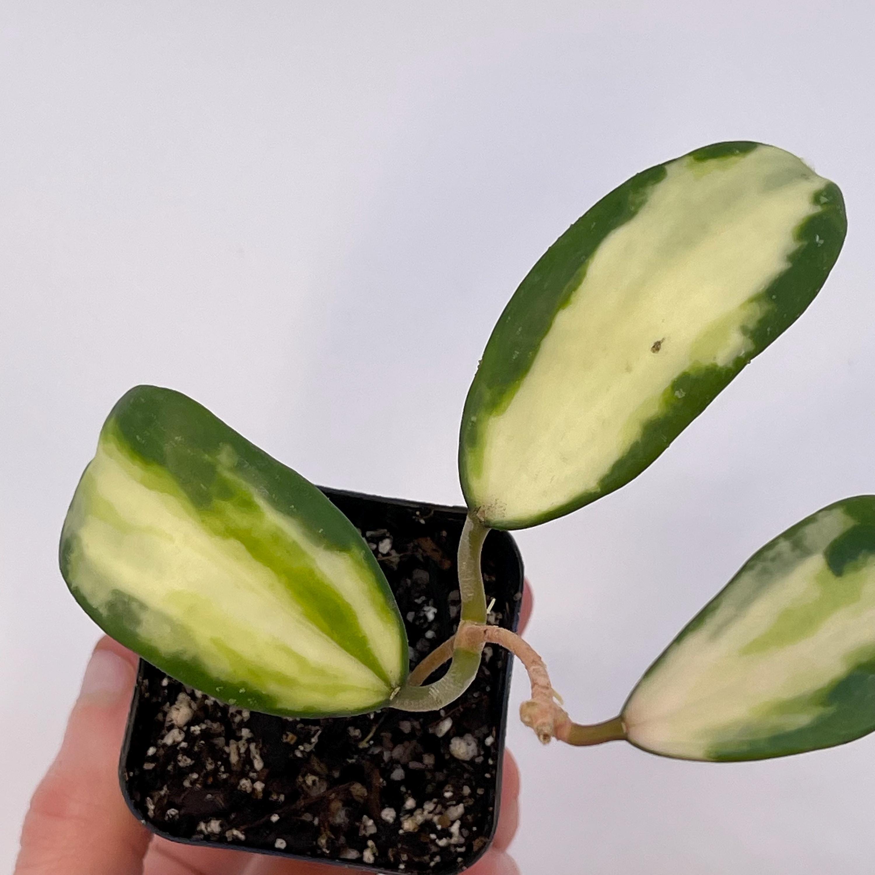 Variegated Hoya acuta (Inner variegated. Can acclimate to house conditions)