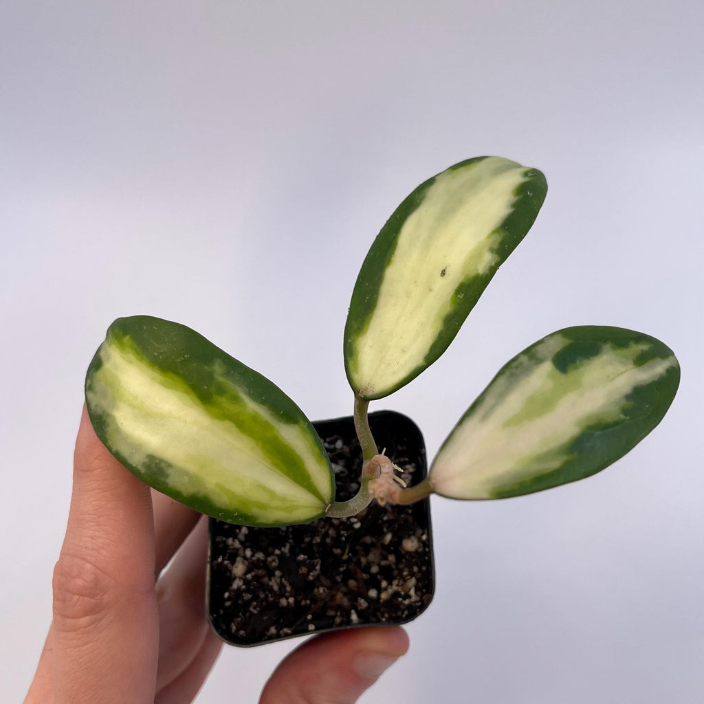 Variegated Hoya acuta (Inner variegated. Can acclimate to house conditions)