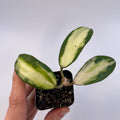 Variegated Hoya acuta (Inner variegated. Can acclimate to house conditions)