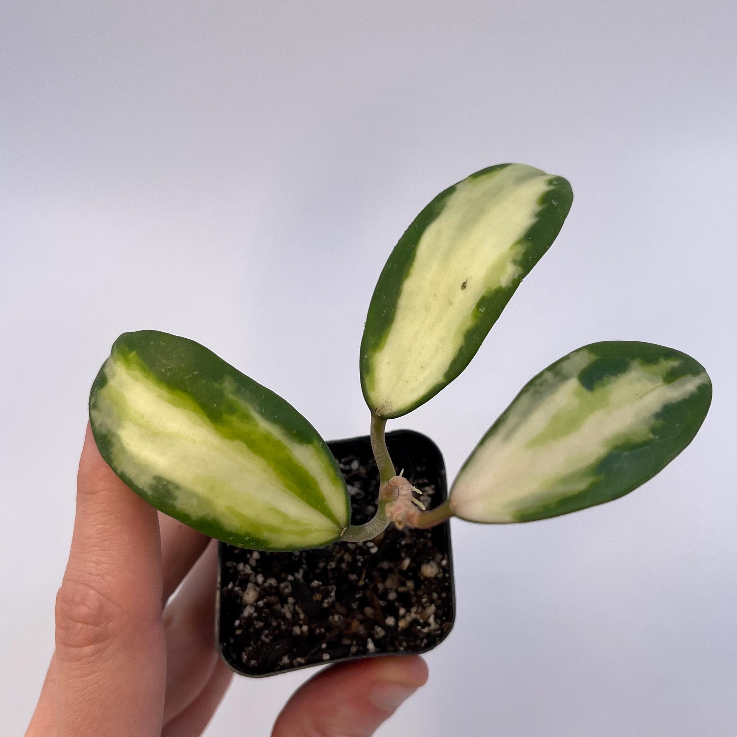 Variegated Hoya acuta (Inner variegated. Can acclimate to house conditions)