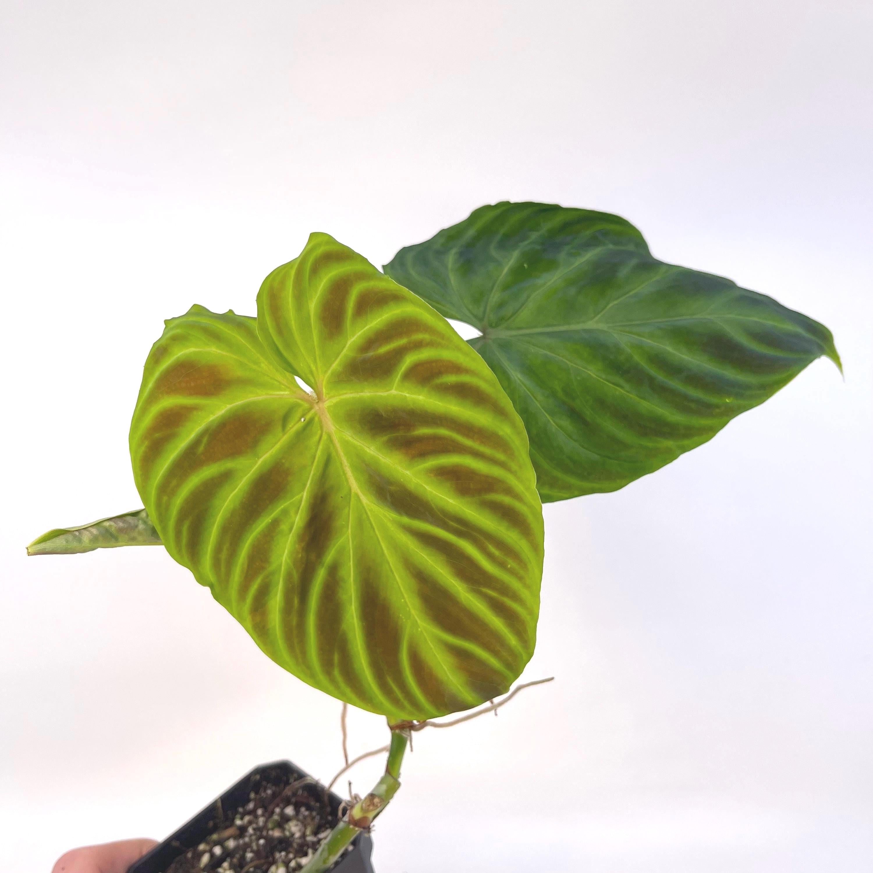 Philodendron verrucosum (Can acclimate to house conditions)