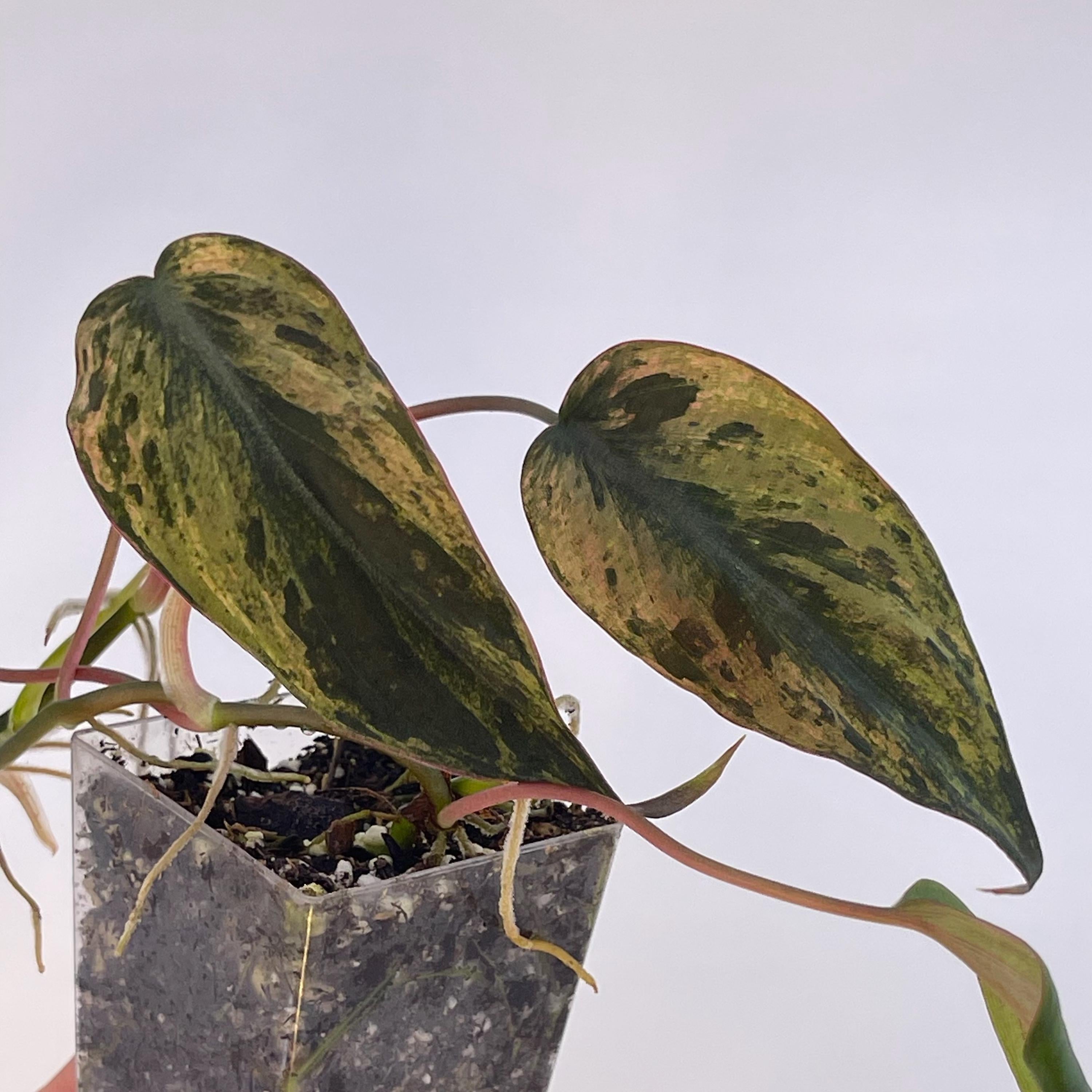 Variegated Philodendron micans ‘Mint’ (Can acclimate to house conditions)