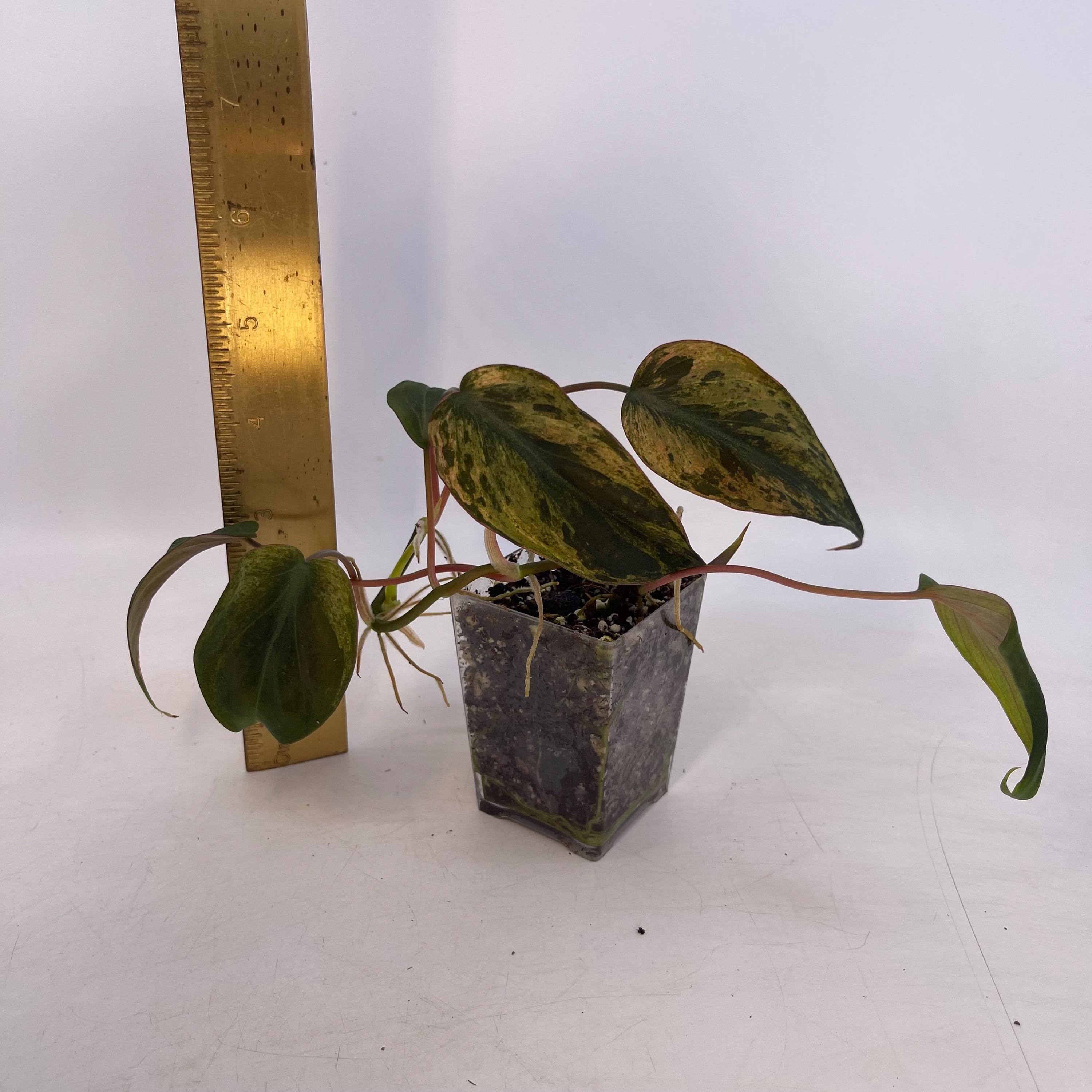 Variegated Philodendron micans ‘Mint’ (Can acclimate to house conditions)
