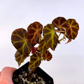 Begonia sp. rubida