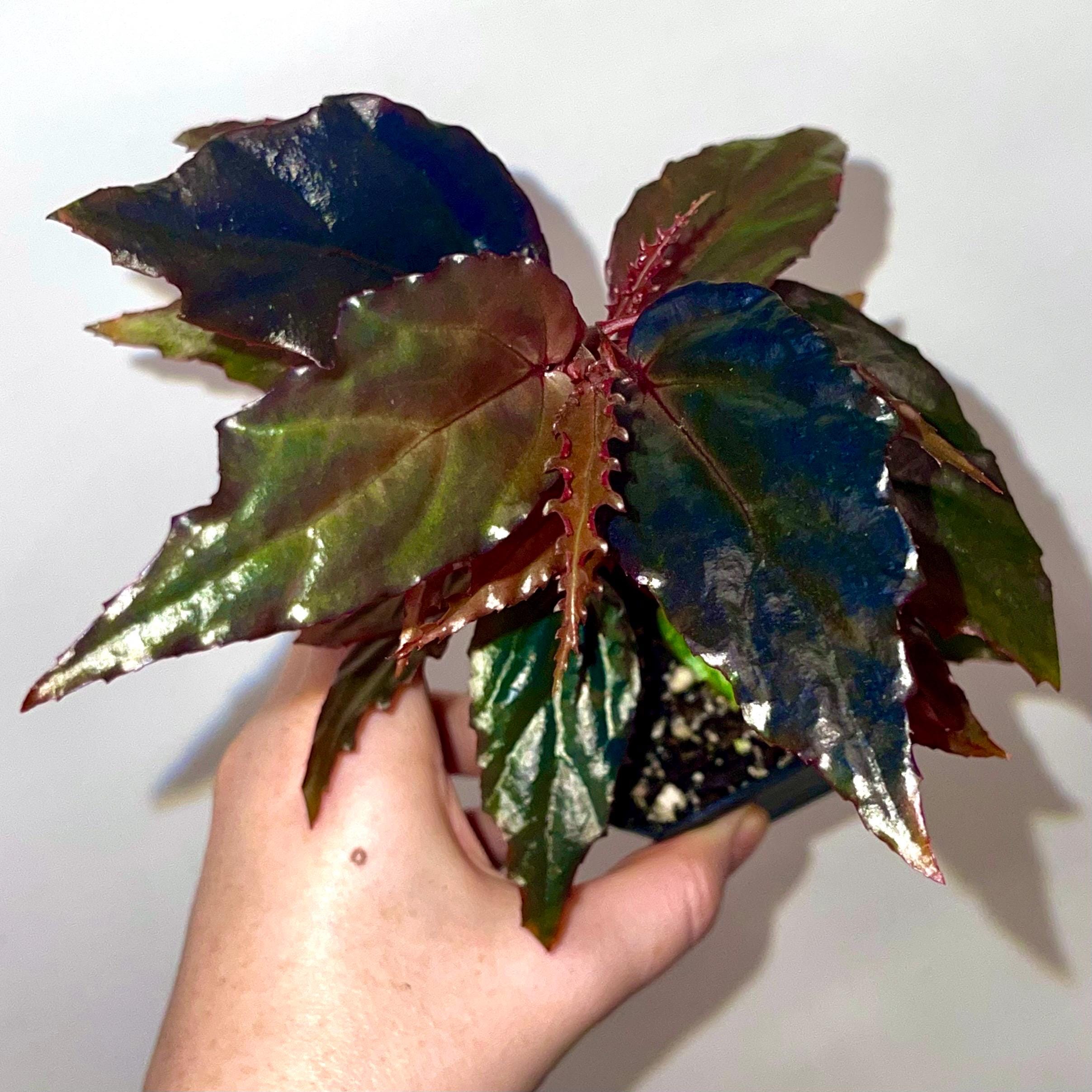 Begonia Botanicaz 121 'Blue Lotus'