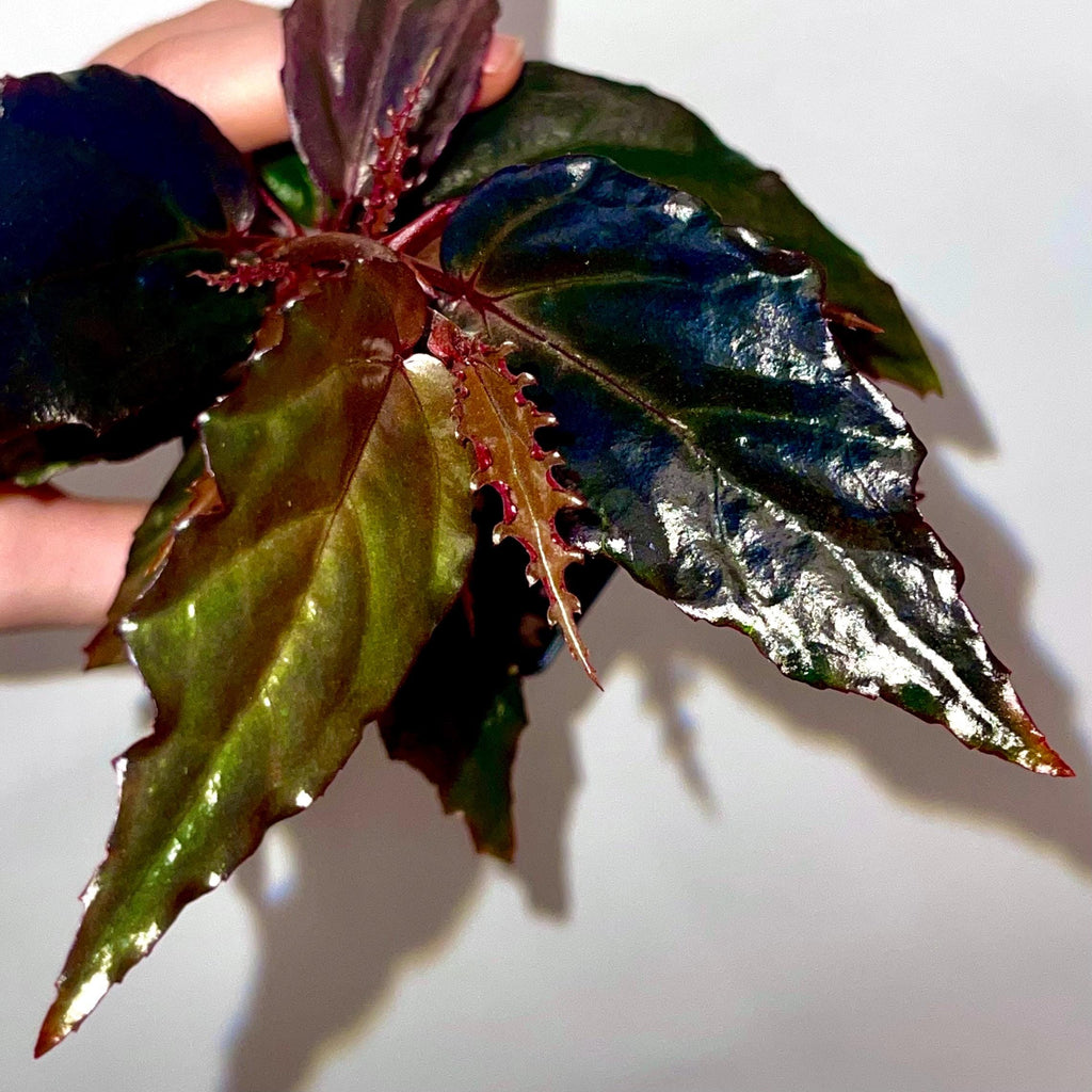 Begonia Botanicaz 121 'Blue Lotus'