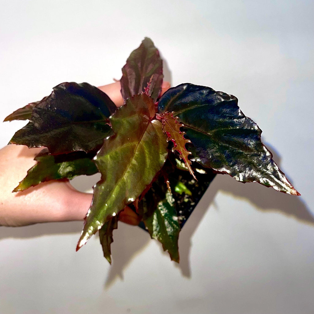 Begonia Botanicaz 121 'Blue Lotus'
