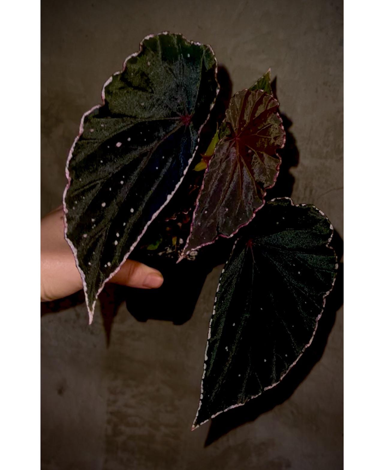 Begonia Botanicaz 88 V.1 (Can acclimate to house conditions) Fragrant Blooms