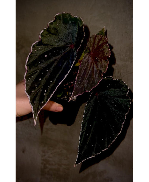 Begonia Botanicaz 88 V.1 (Can acclimate to house conditions) Fragrant Blooms